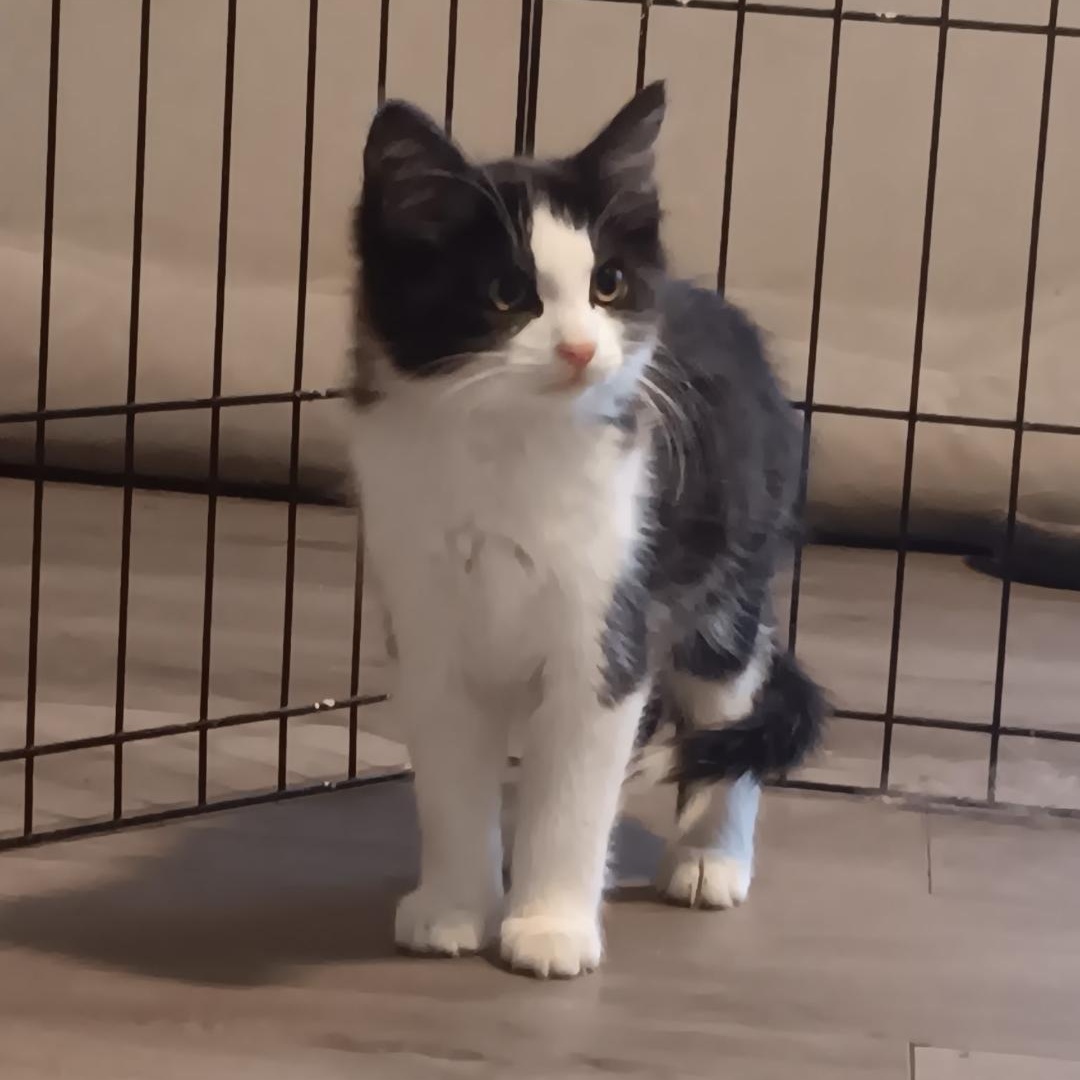 Teeny, a ADOPTABLE Domestic Medium Hair in Gastonia, NC image 3/3