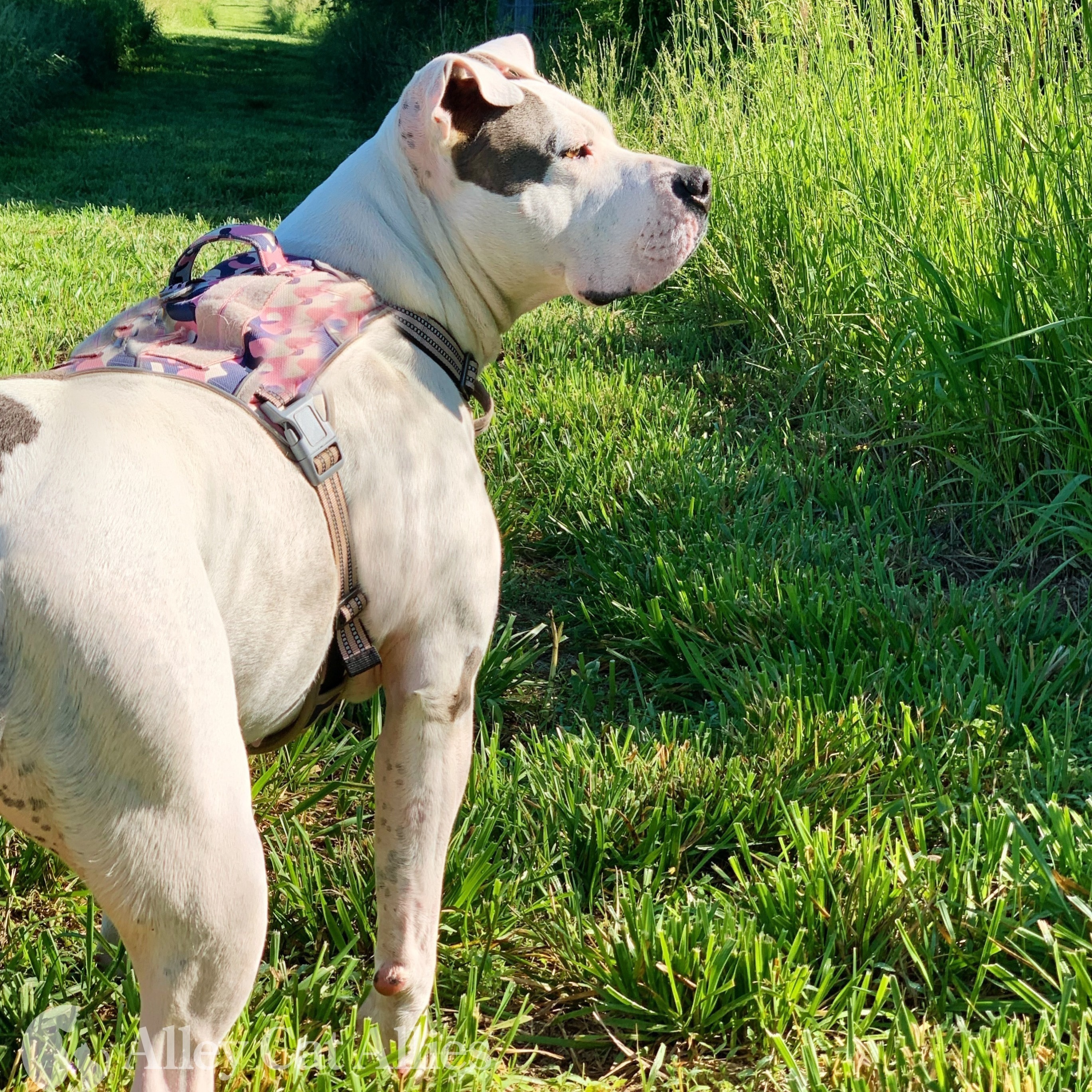 Jetta, a Adoptable mixed breed in Bethesda, MD image 1/13