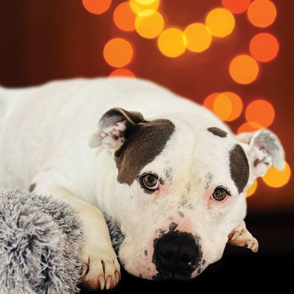 Jetta, a Adoptable mixed breed in Bethesda, MD image 2/13