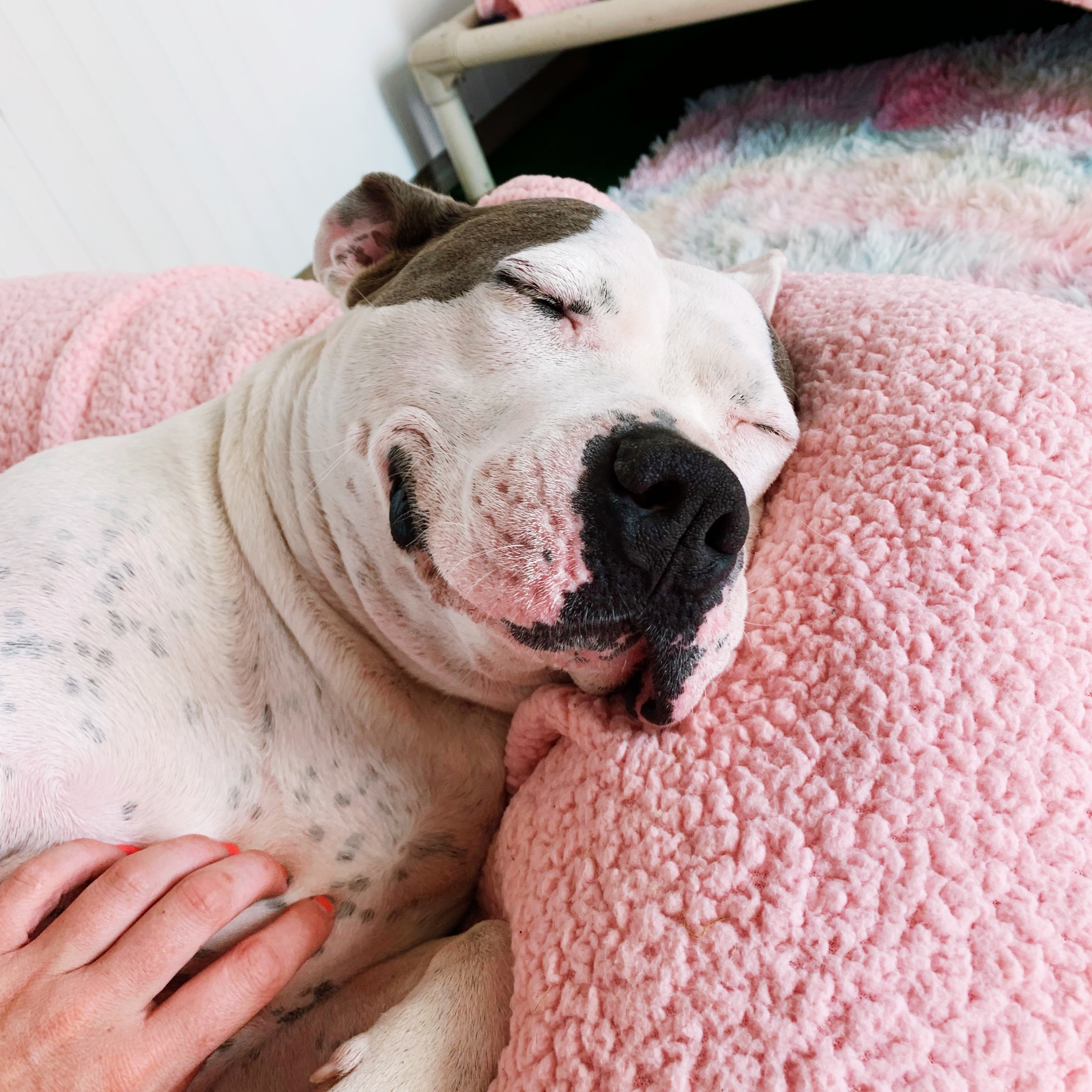 Jetta, a Adoptable mixed breed in Bethesda, MD image 3/13