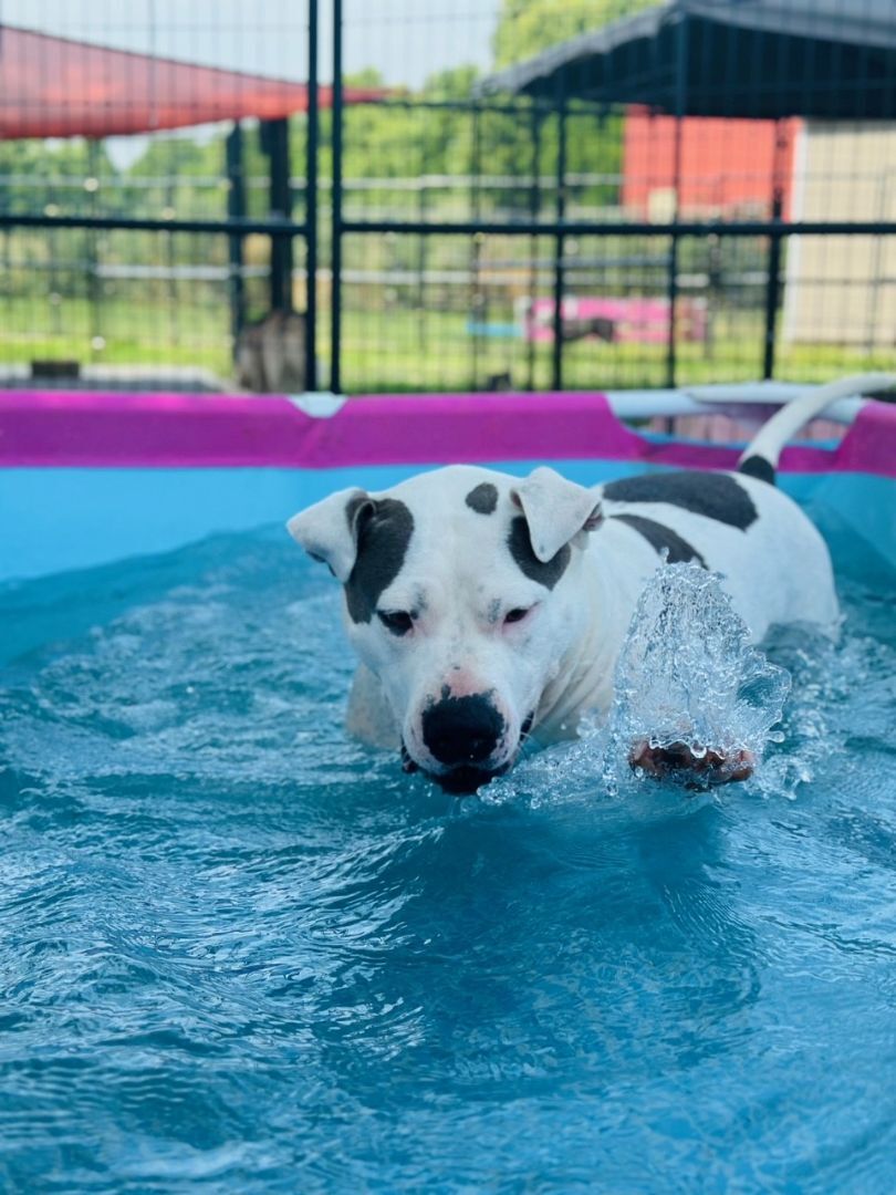 Jetta, a Adoptable mixed breed in Bethesda, MD image 4/13
