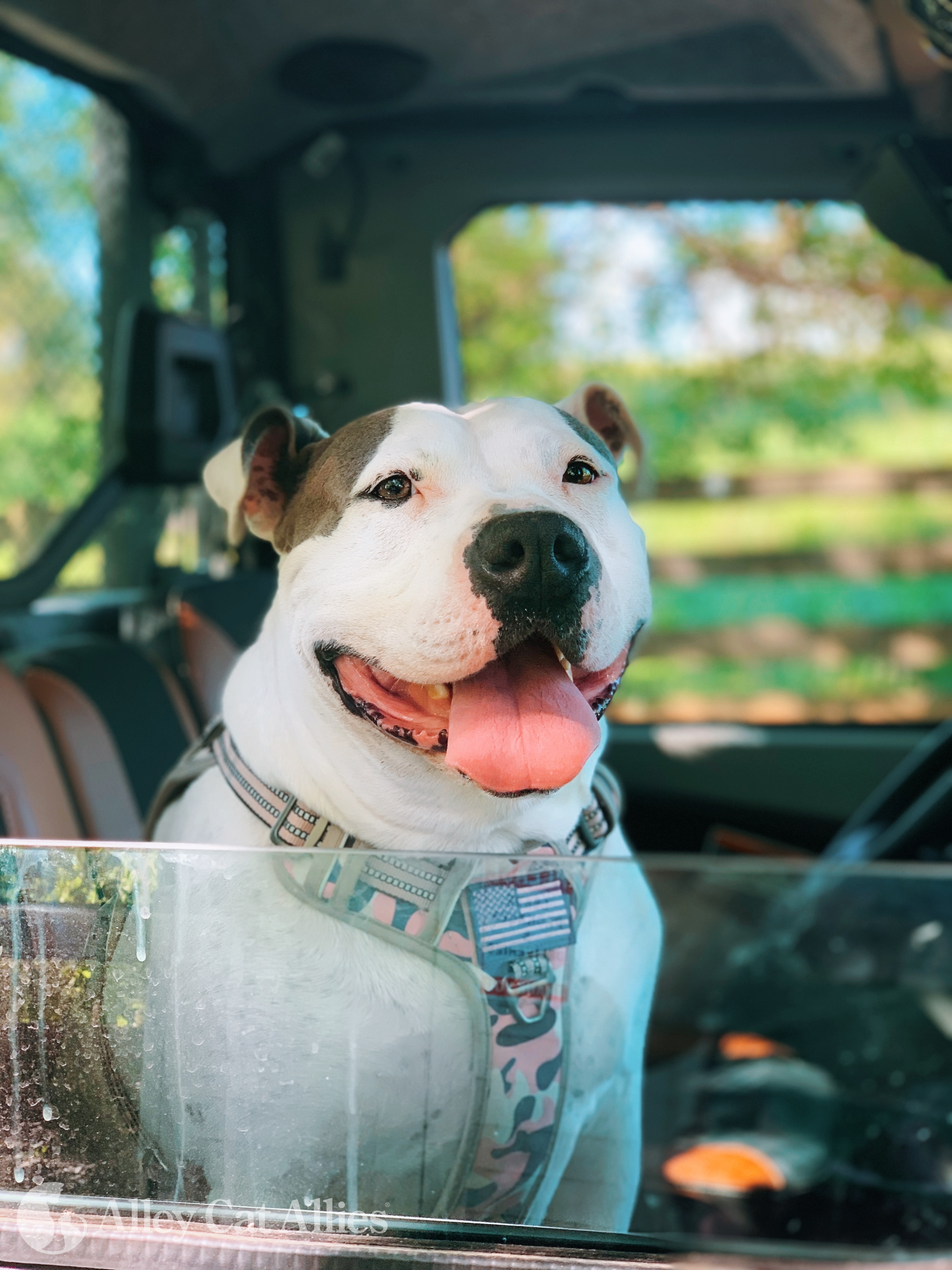 Jetta, a Adoptable mixed breed in Bethesda, MD image 5/13