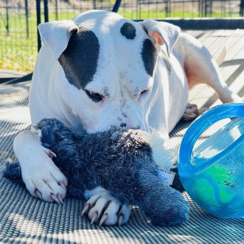 Jetta, a Adoptable mixed breed in Bethesda, MD image 6/13
