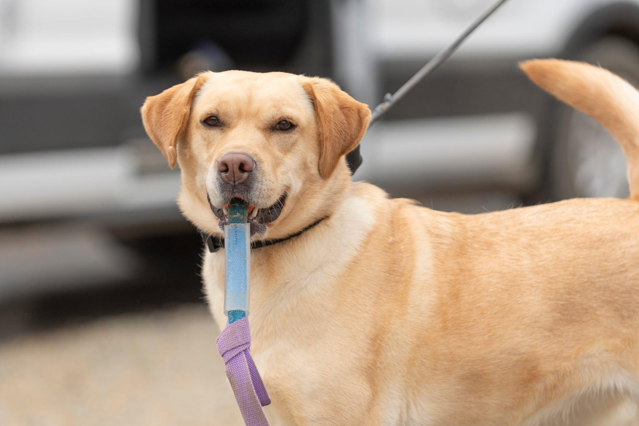 Enlarge Roxy, a ADOPTABLE Labrador Retriever in Santa Paula, CA image 2/6