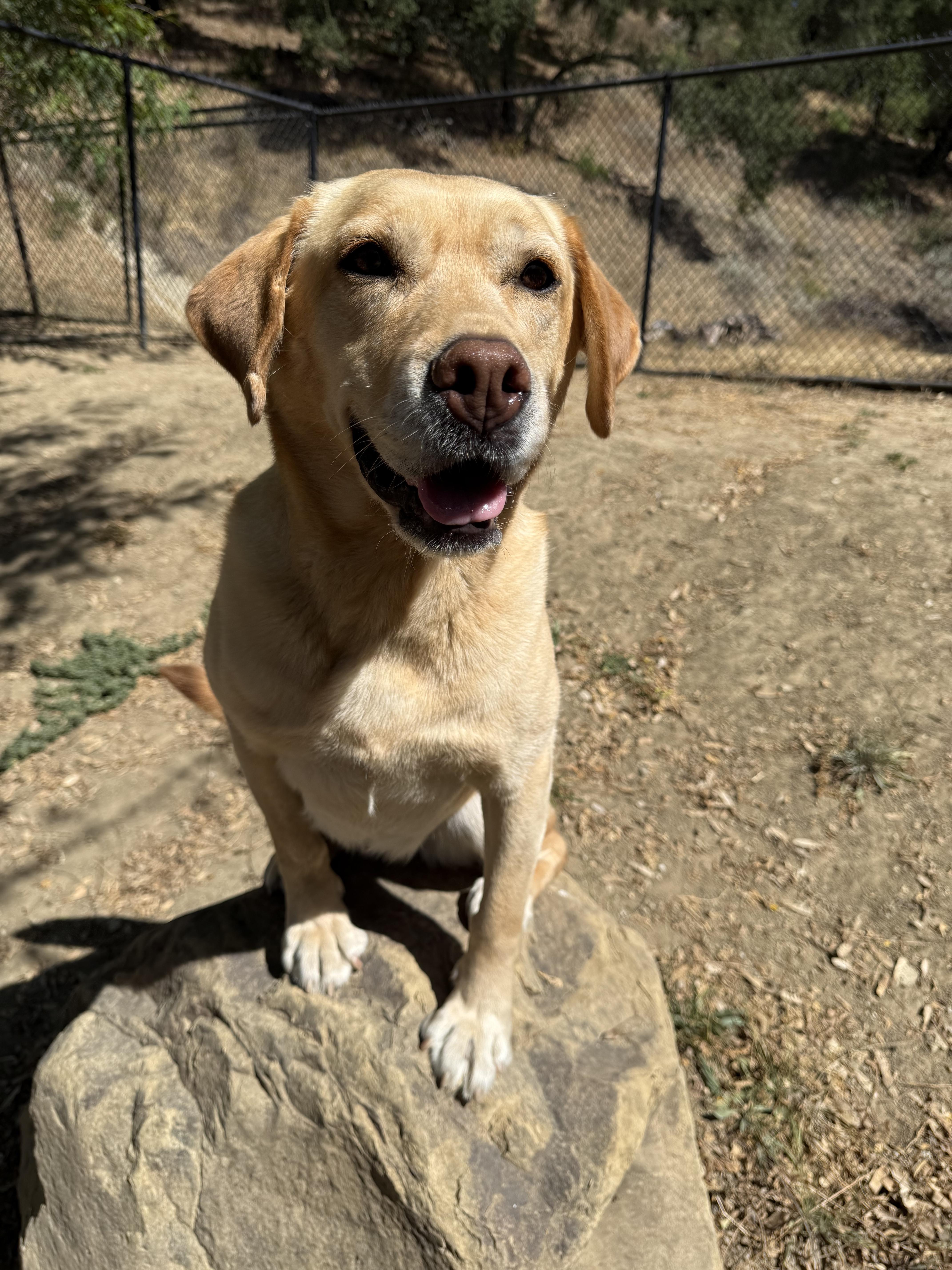 Enlarge Roxy, a ADOPTABLE Labrador Retriever in Santa Paula, CA image 6/6