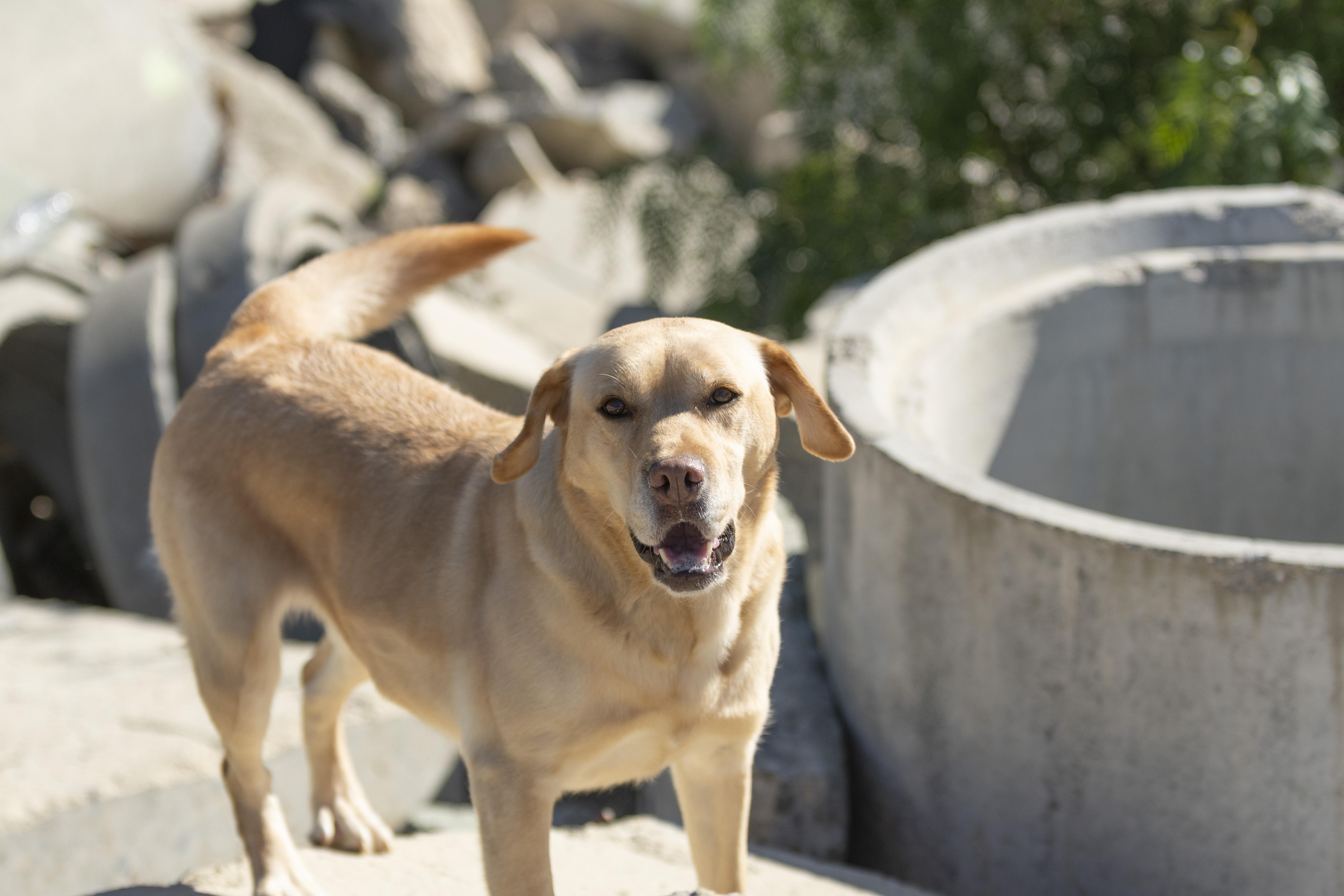 Enlarge Roxy, a ADOPTABLE Labrador Retriever in Santa Paula, CA image 5/6