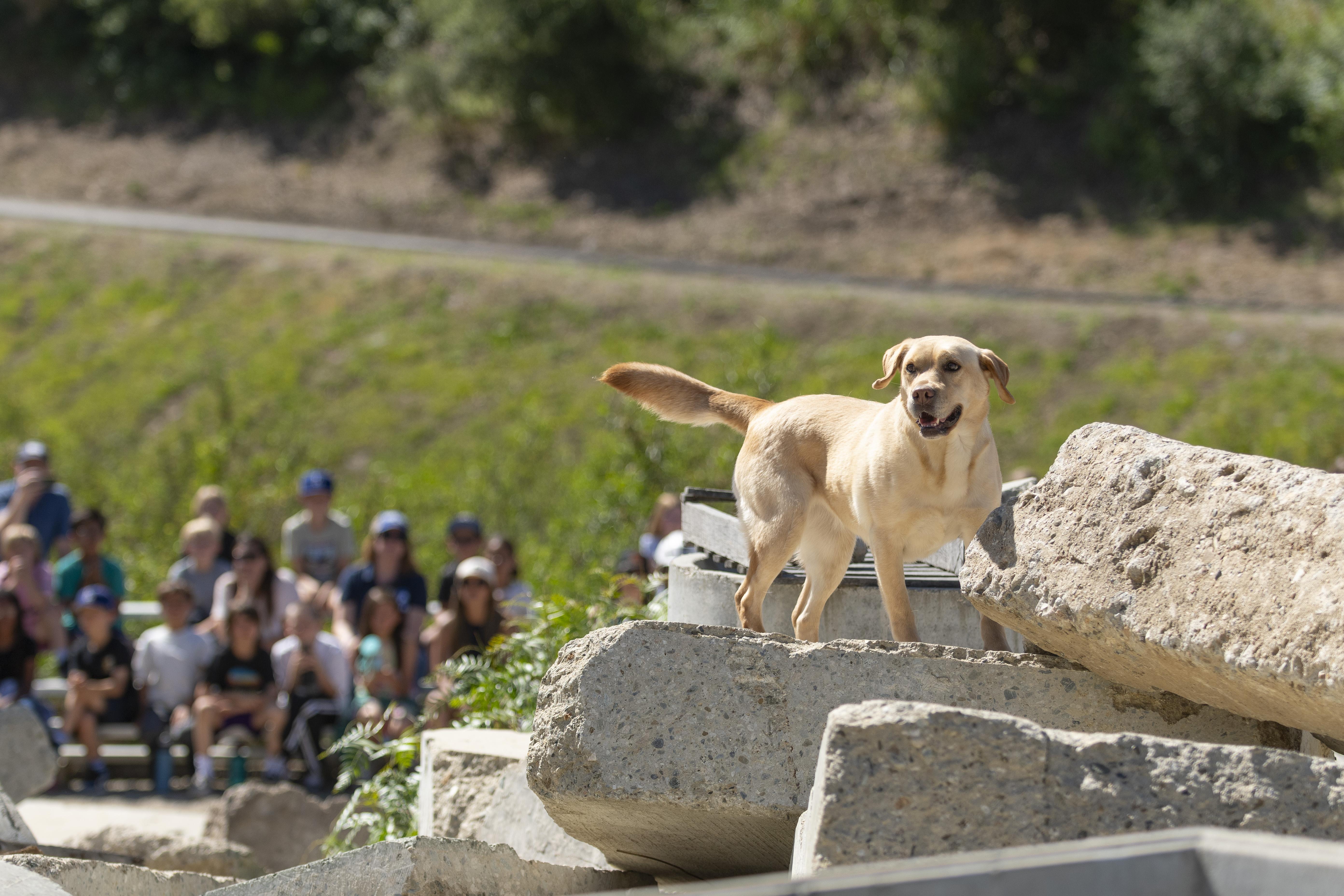Enlarge Roxy, a ADOPTABLE Labrador Retriever in Santa Paula, CA image 4/6