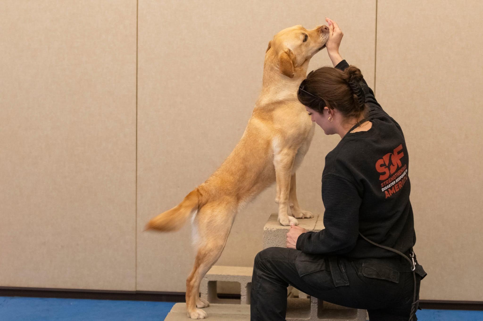 Enlarge Roxy, a ADOPTABLE Labrador Retriever in Santa Paula, CA image 3/6