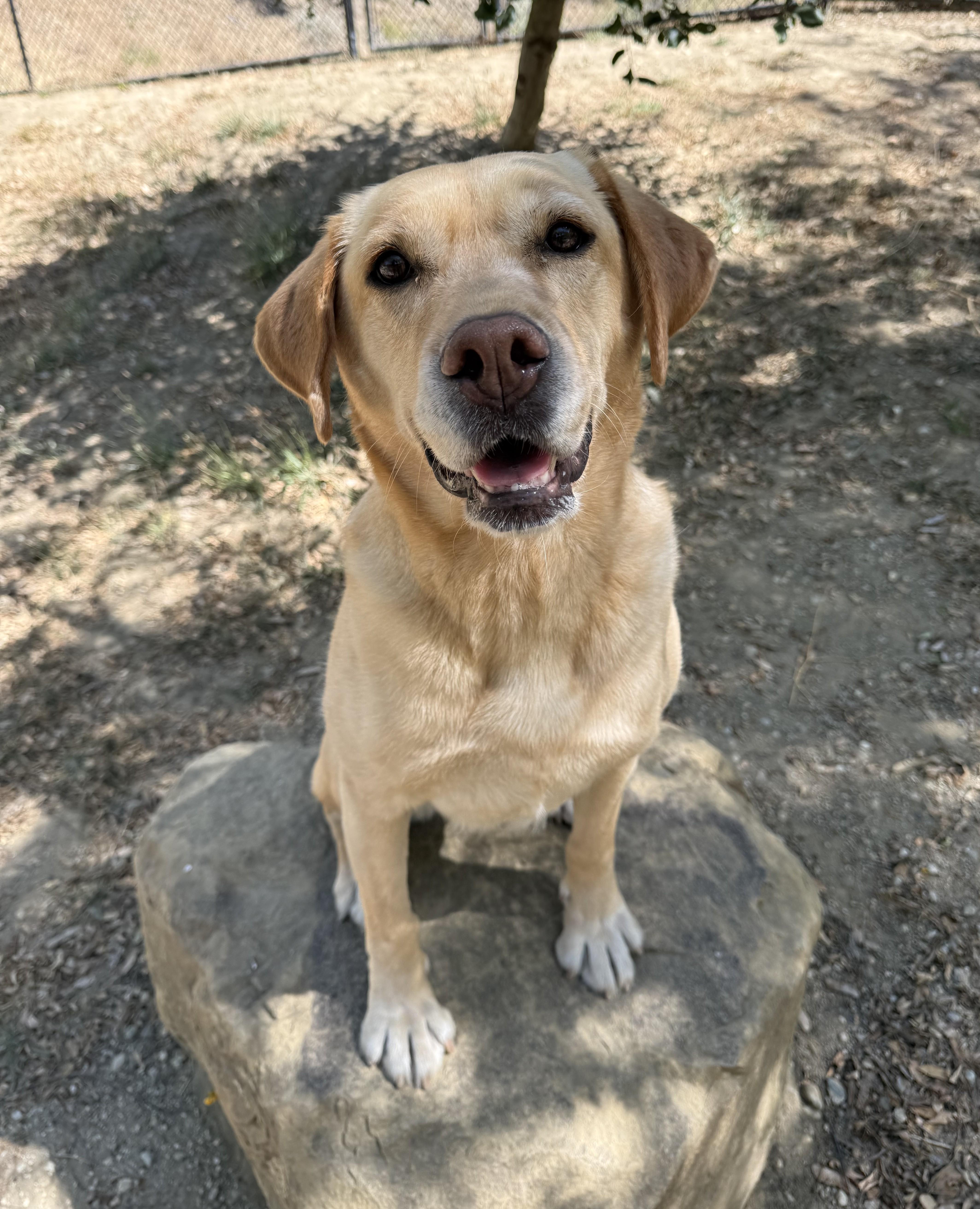 Roxy, ADOPTABLE, Young Female Labrador Retriever.