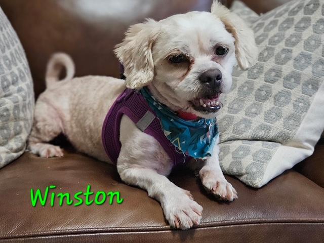 Winston