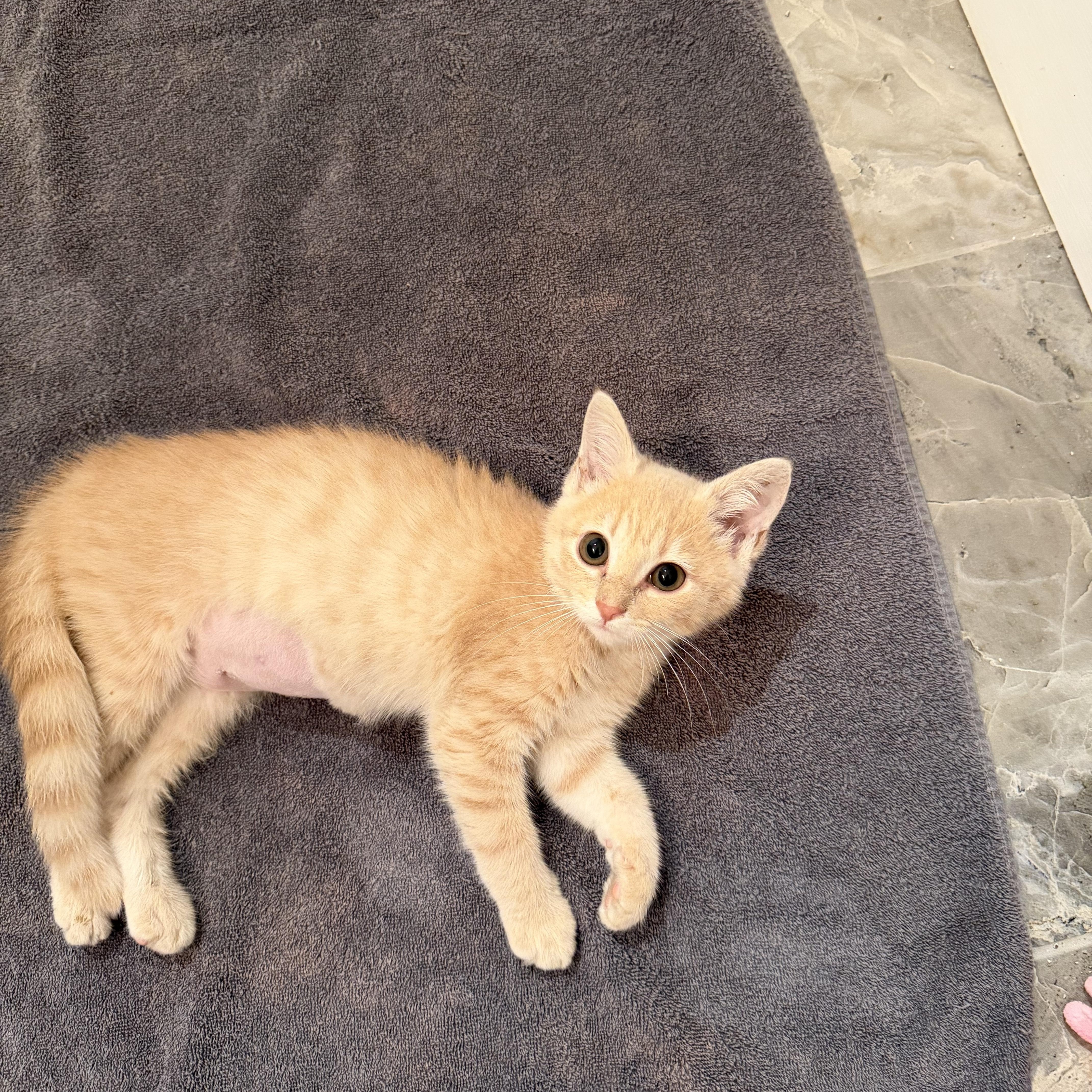 Enlarge Baby Mesa, a Adoptable Domestic Short Hair in Charlotte, NC image 3/3