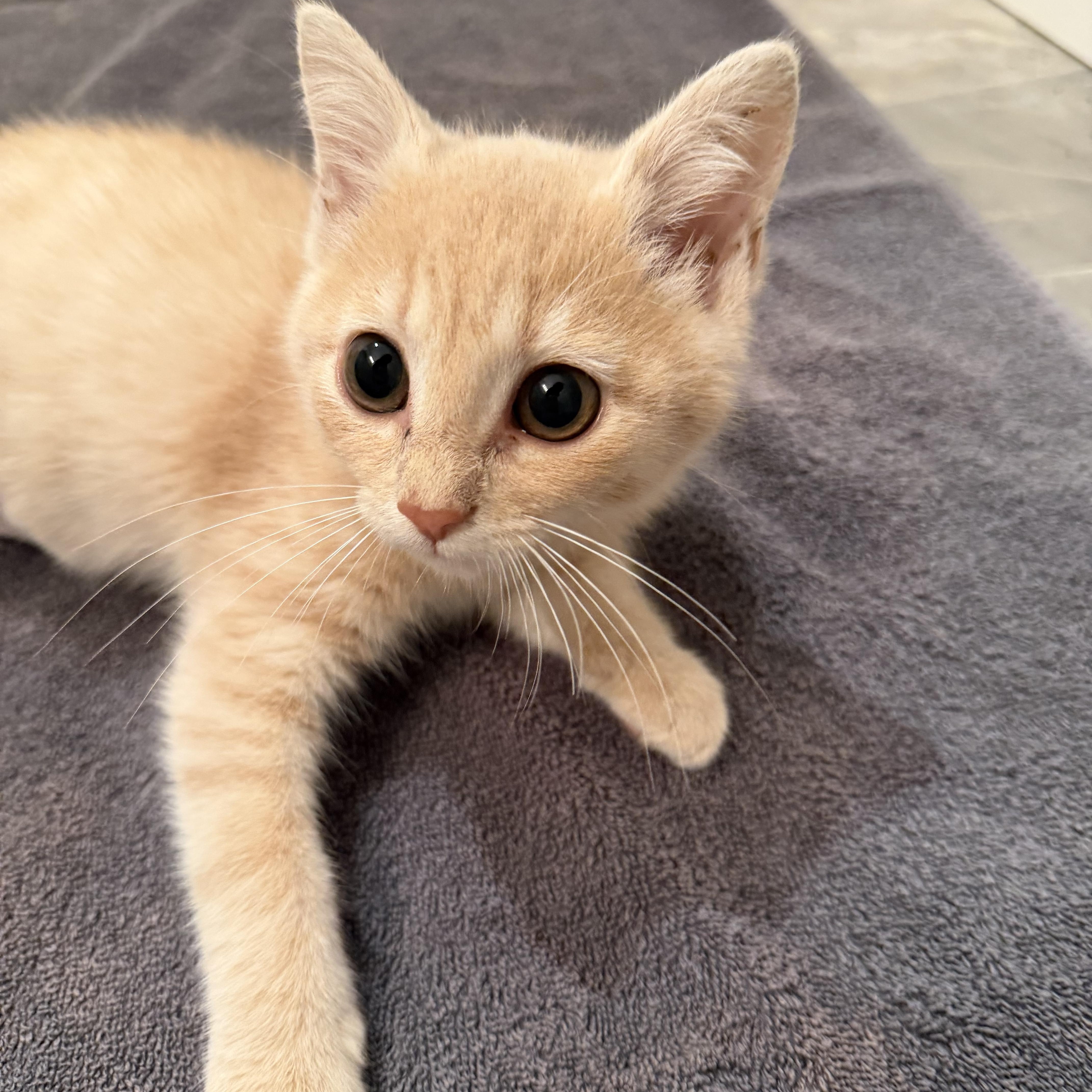 Enlarge Baby Mesa, a Adoptable Domestic Short Hair in Charlotte, NC image 1/3