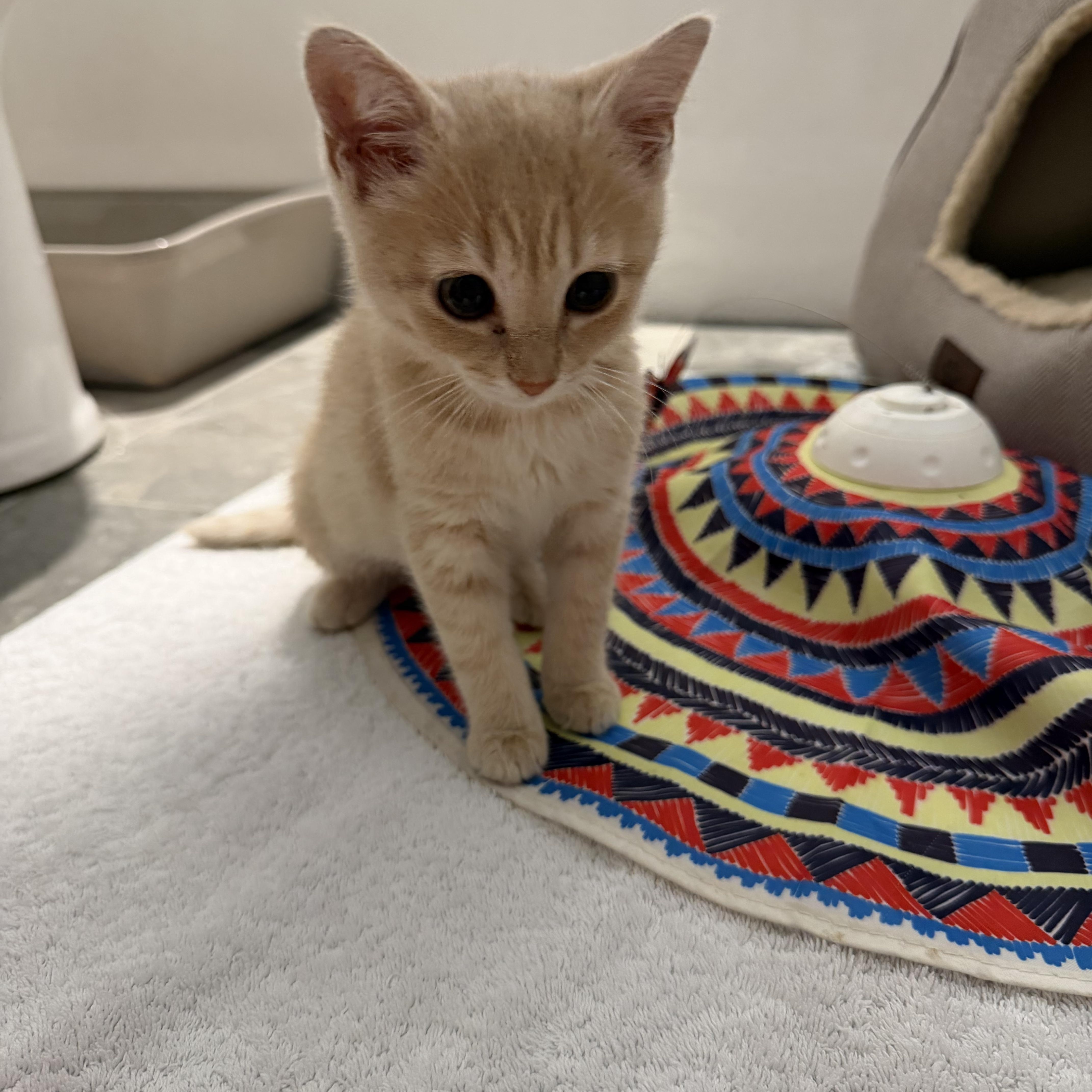 Enlarge Baby Mesa, a Adoptable Domestic Short Hair in Charlotte, NC image 2/3