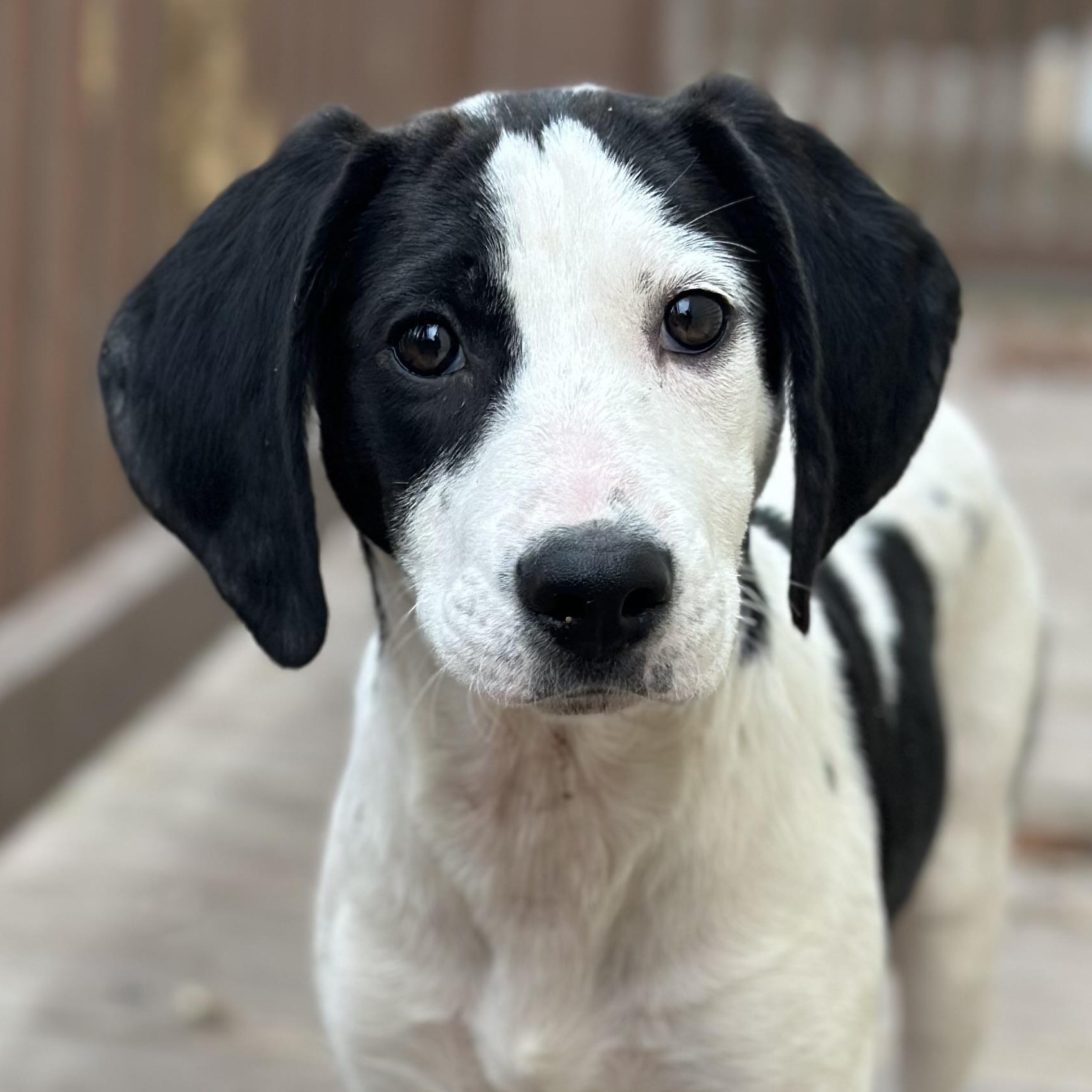 Salt, Adoptable, Puppy Female Coonhound.