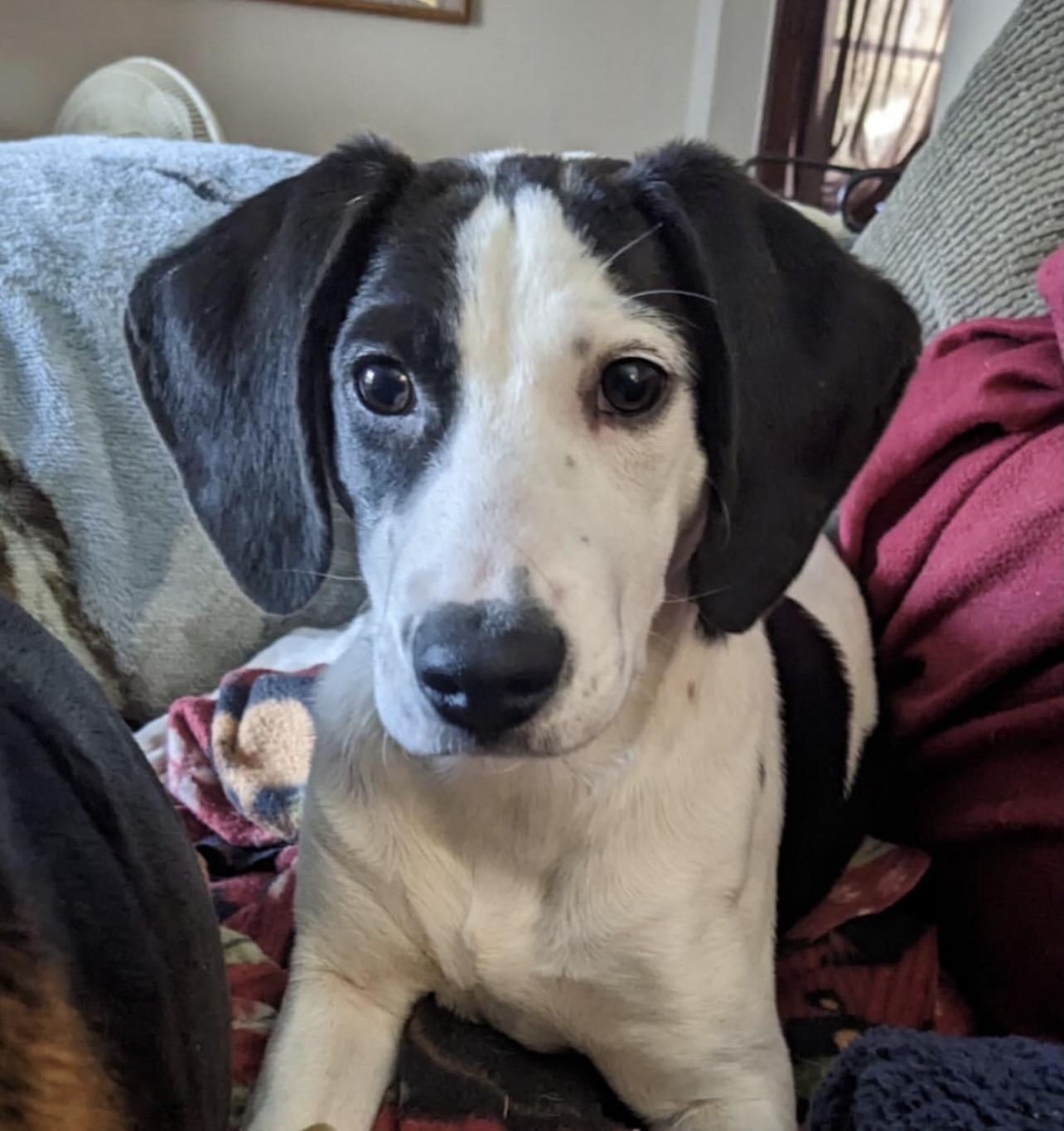 Enlarge Salt, a Adoptable mixed breed in Richmond, VA image 2/6