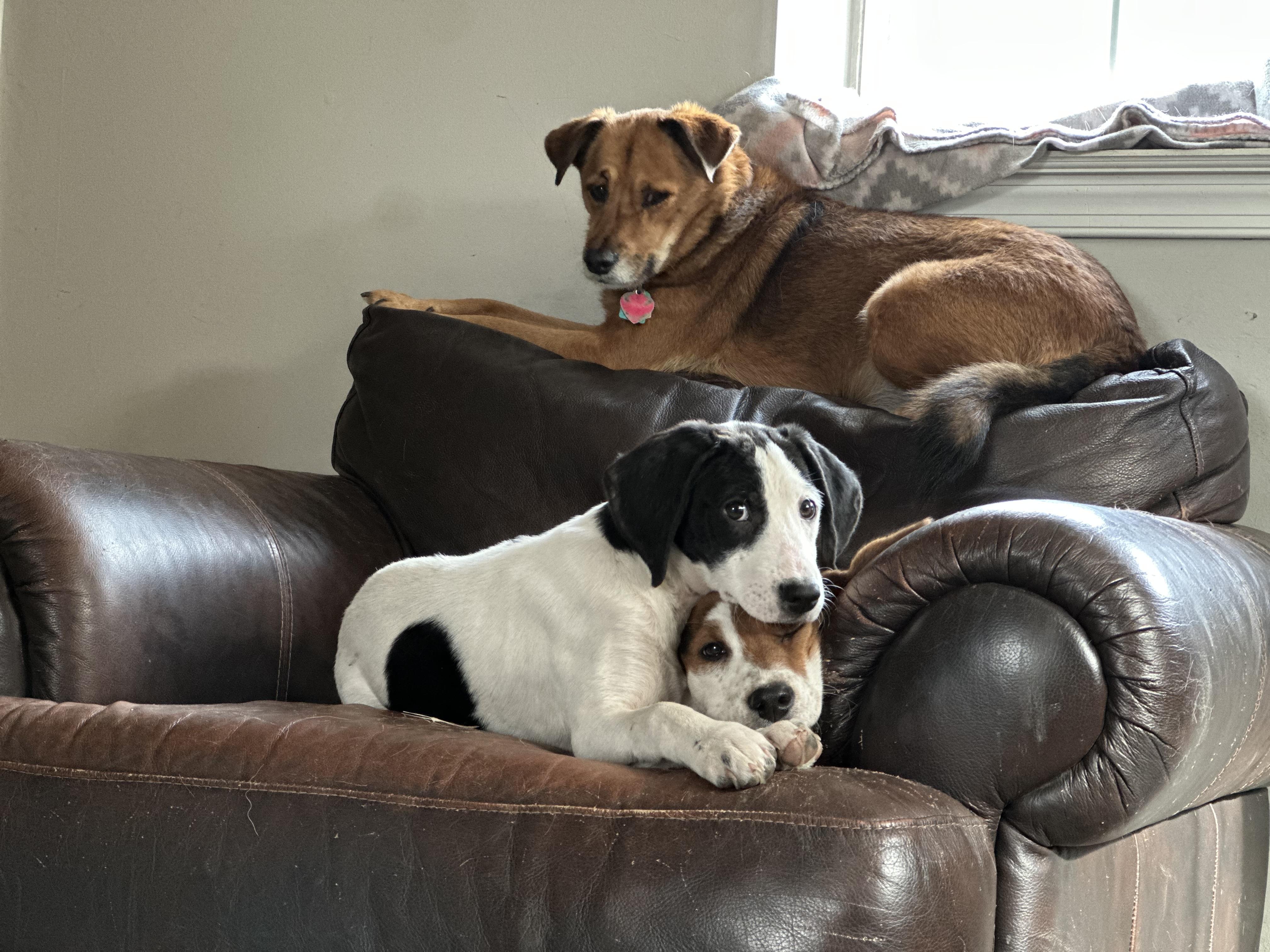 Enlarge Salt, a Adoptable mixed breed in Richmond, VA image 3/6