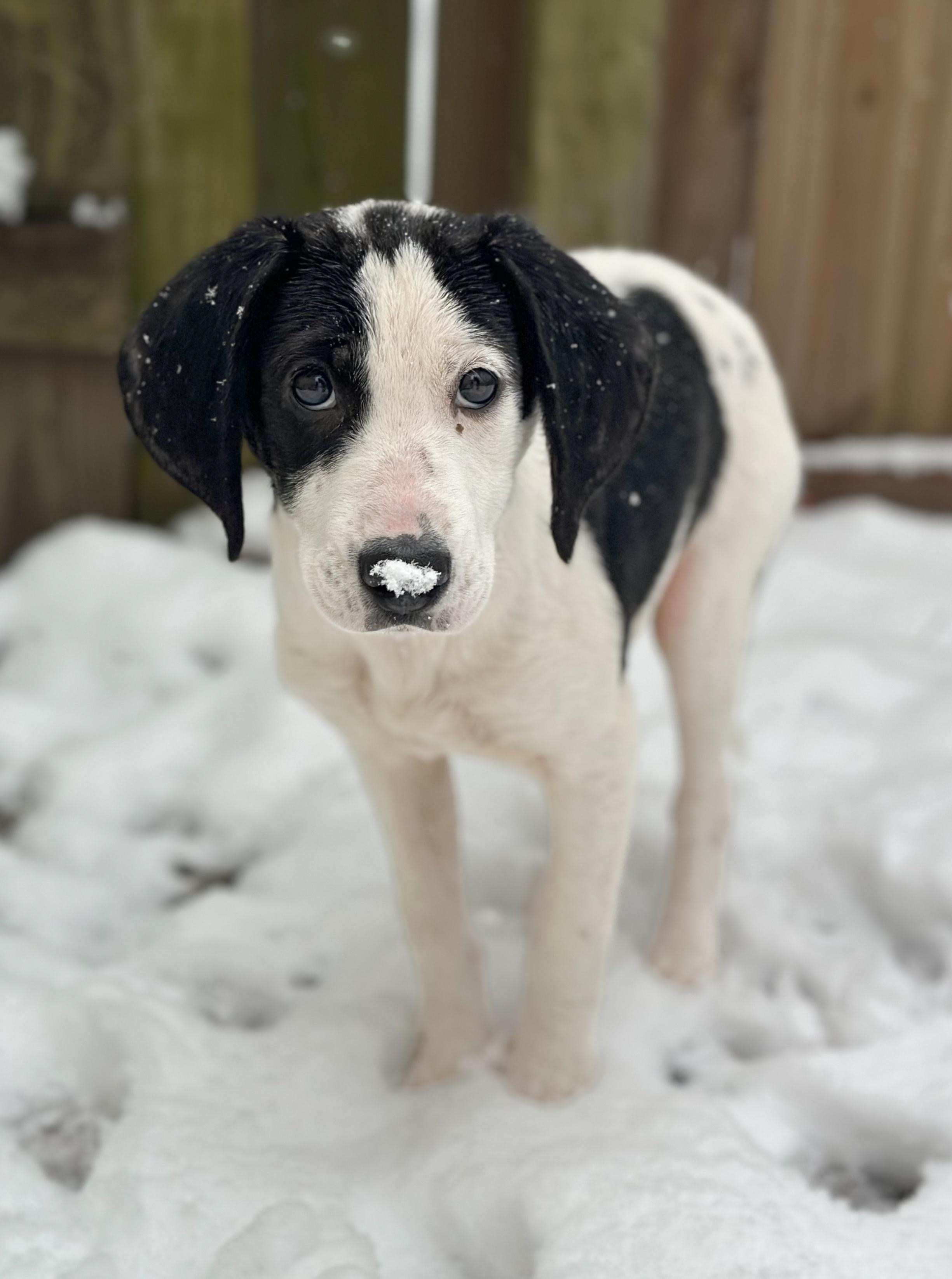 Enlarge Salt, a Adoptable mixed breed in Richmond, VA image 5/6