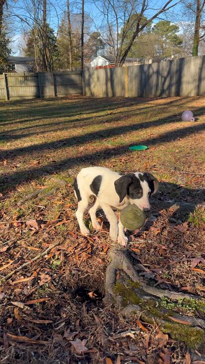 Enlarge Salt, a Adoptable mixed breed in Richmond, VA video 6/6