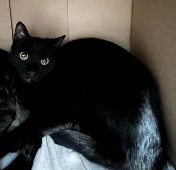 Enlarge Quickstep, a Adoptable mixed breed in Stratham, NH image 1/1