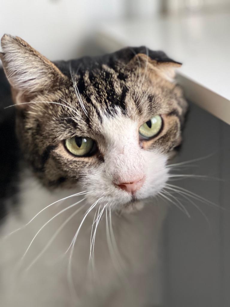 Tyson, Adoptable, Adult Male Domestic Short Hair.