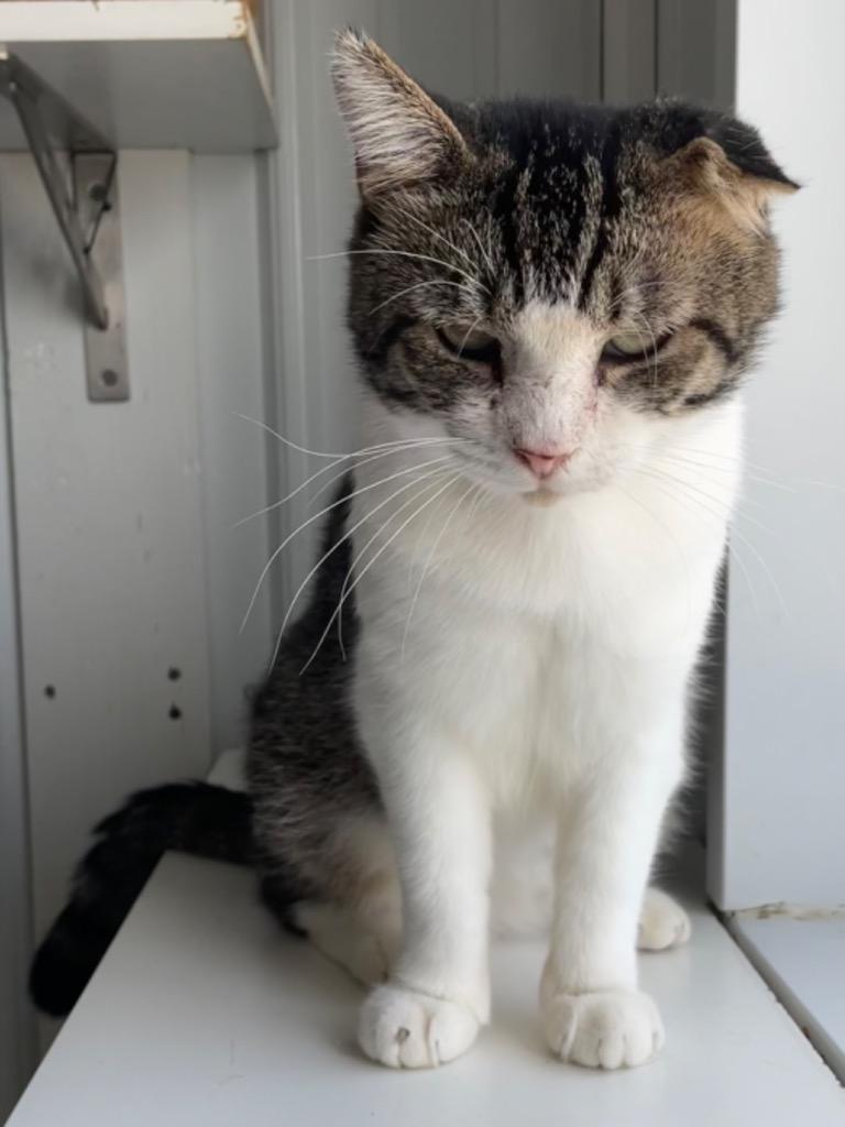 Tyson, a Adoptable mixed breed in Hartford City, IN image 2/6