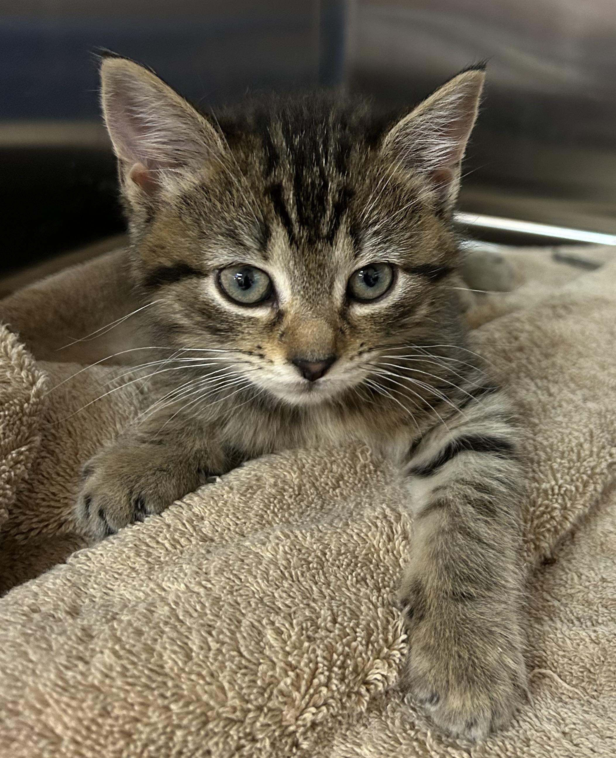 Enlarge Amber & Alysa, a ADOPTABLE Domestic Short Hair in Ontario, NY image 2/2
