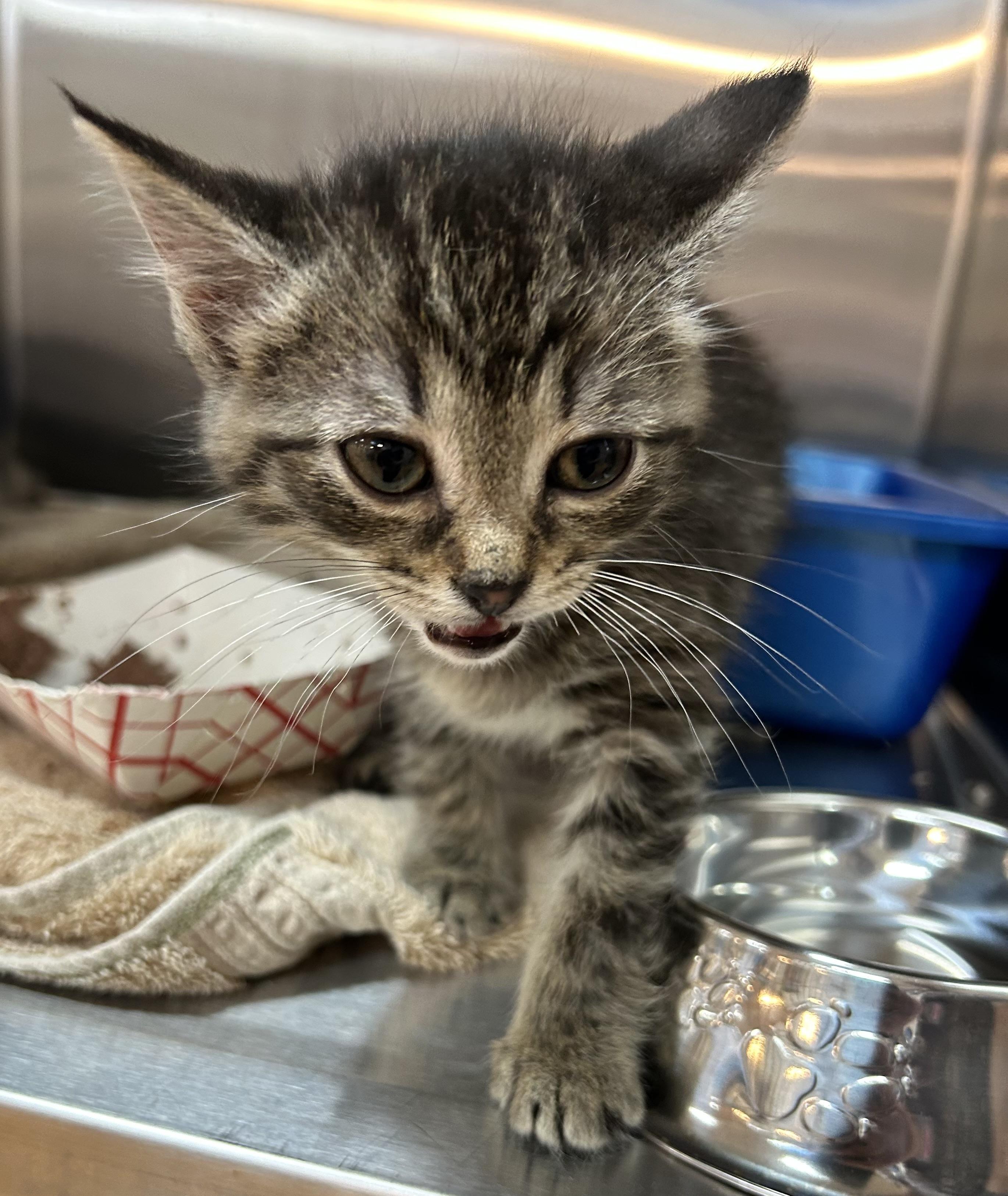 Amber & Alysa, ADOPTABLE, Kitten Female Domestic Short Hair.
