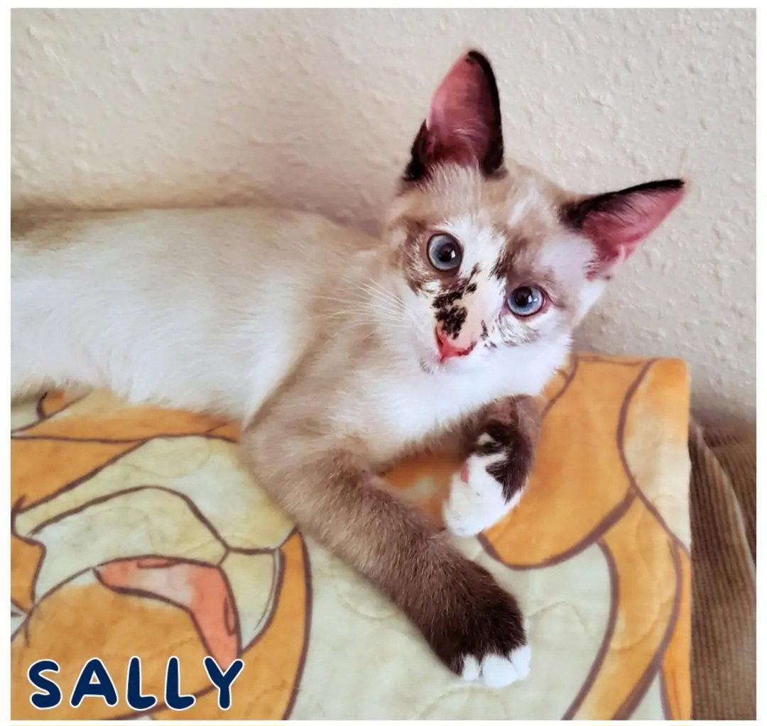 Sally, Adoptable, Kitten Female Domestic Short Hair & Siamese.