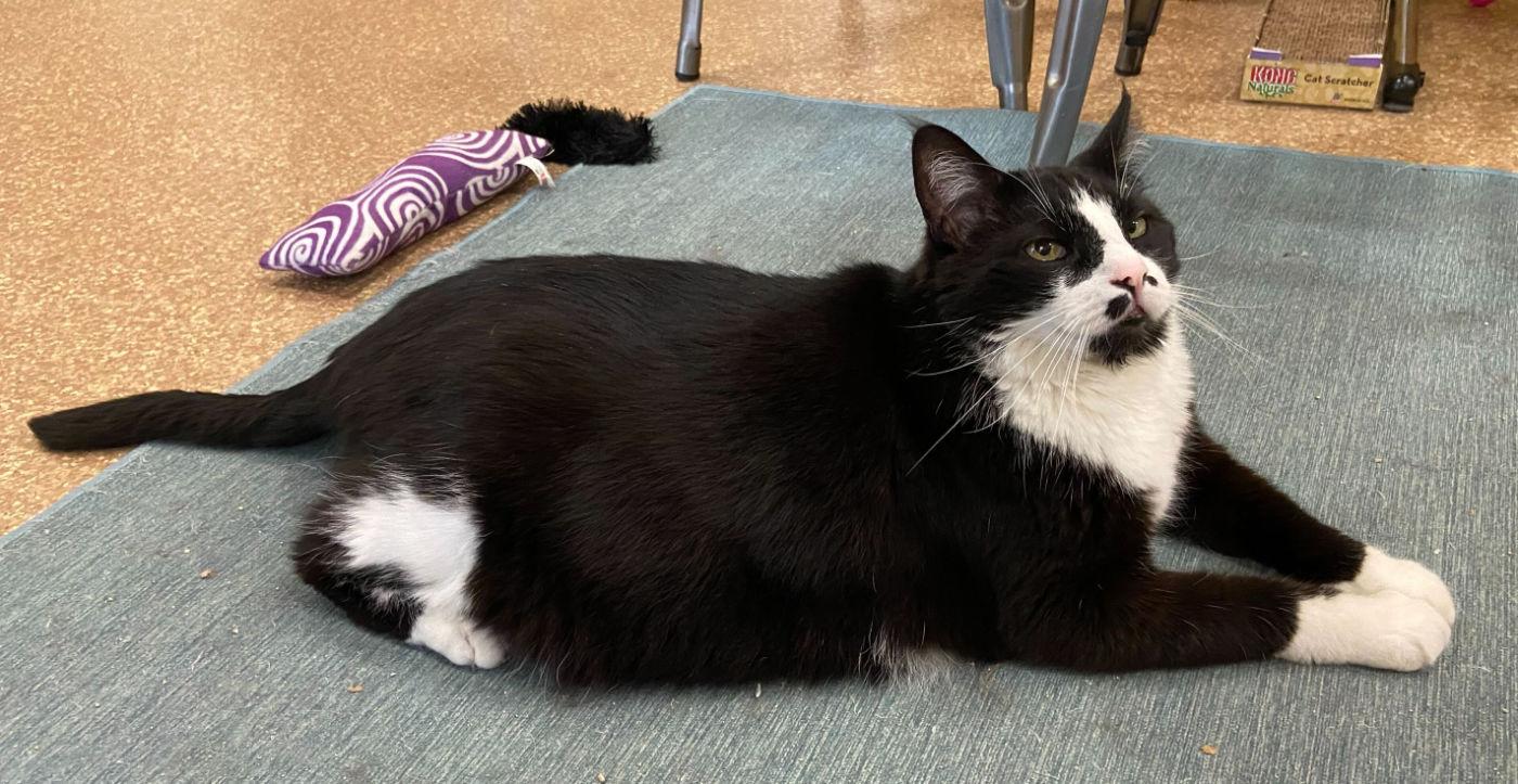 Enlarge MJ, a Adoptable Domestic Short Hair in Manitou Springs, CO image 5/6