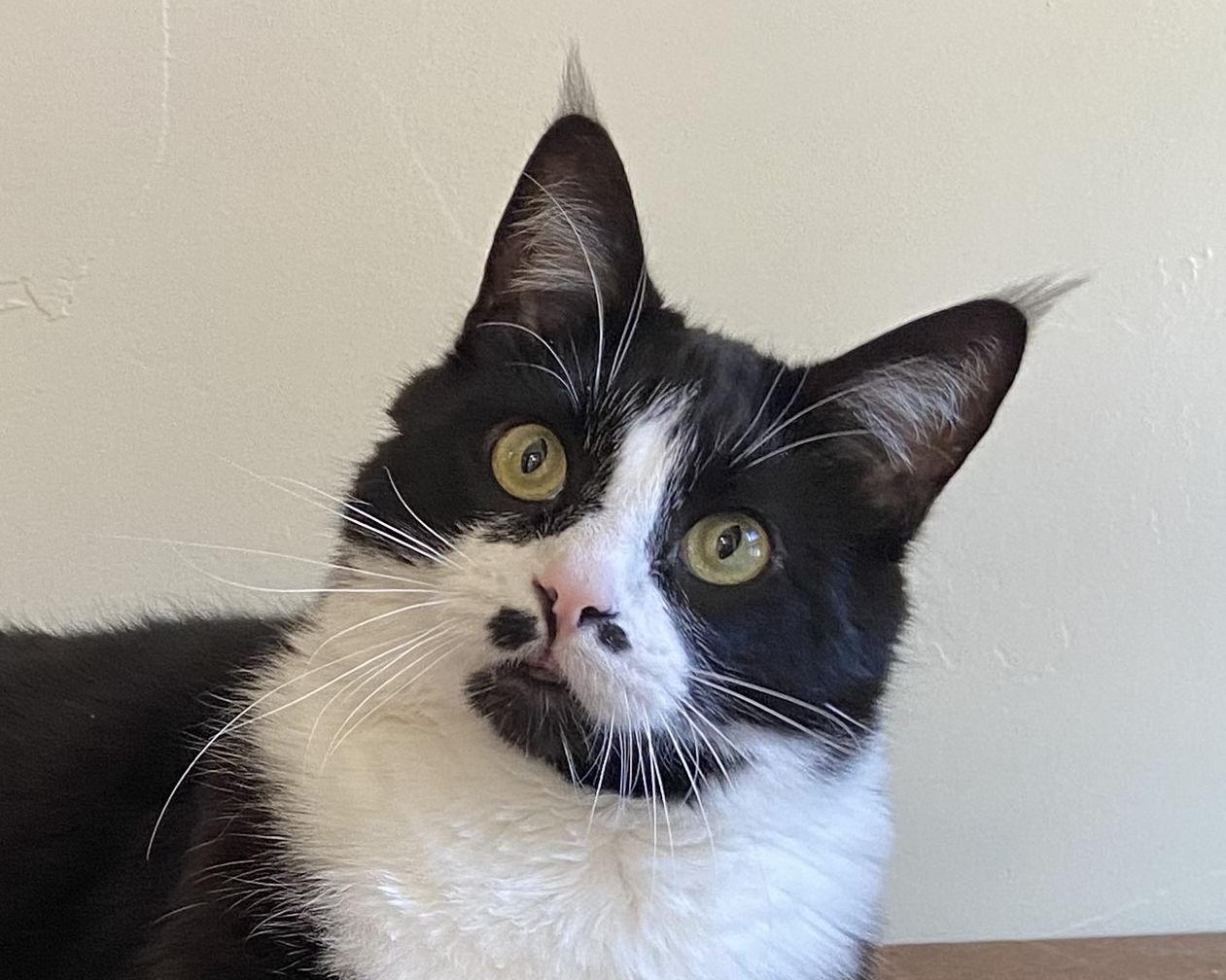 MJ, Adoptable, Senior Male Domestic Short Hair.