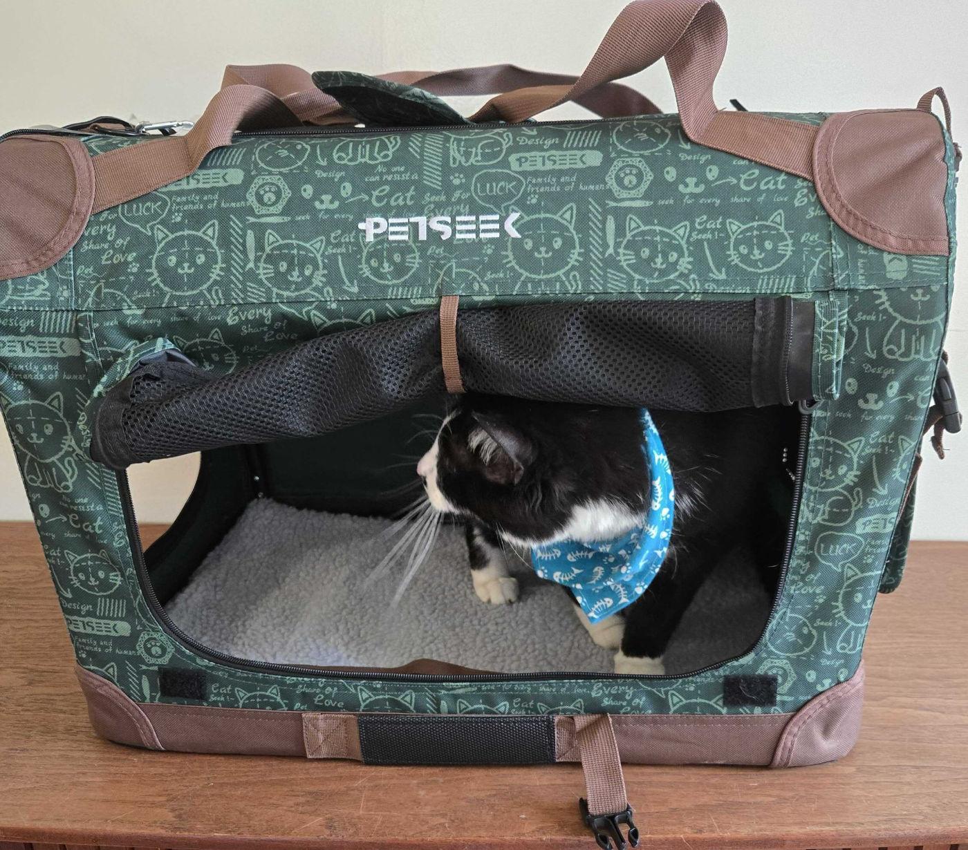 Enlarge MJ, a Adoptable Domestic Short Hair in Manitou Springs, CO image 6/6