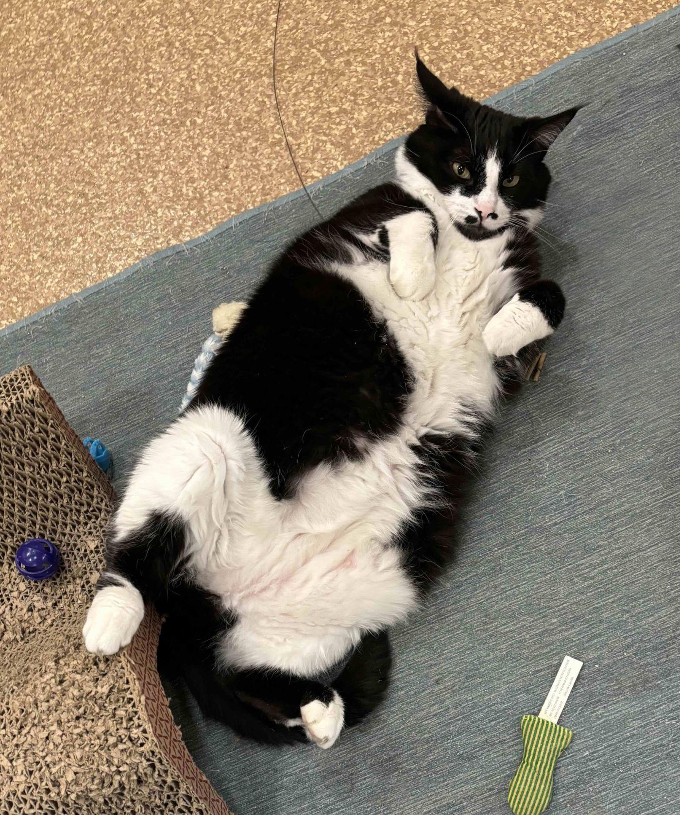 Enlarge MJ, a Adoptable Domestic Short Hair in Manitou Springs, CO image 4/6