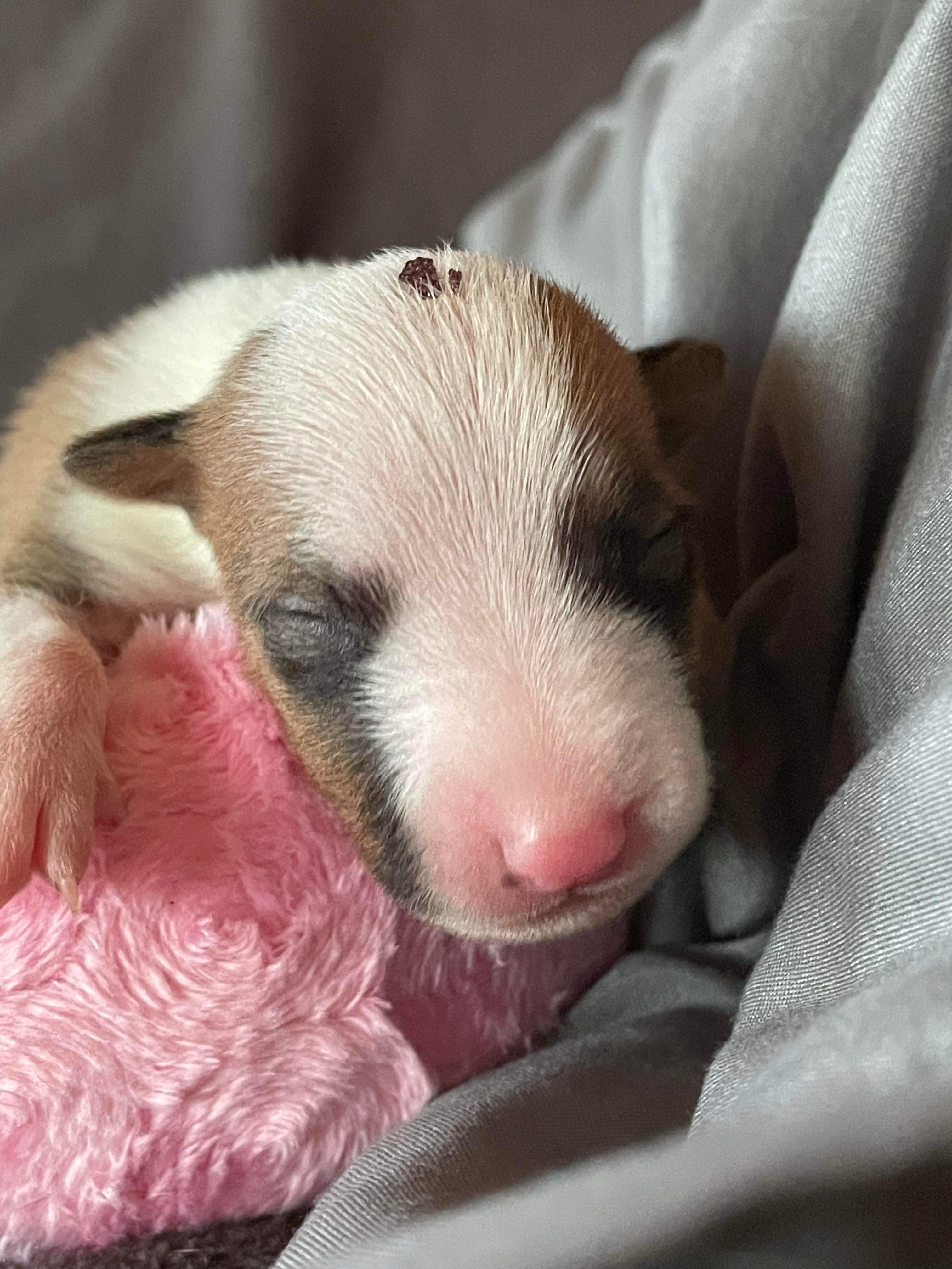 22-016 Jolt, Adopted, Adult Female Bull Terrier.