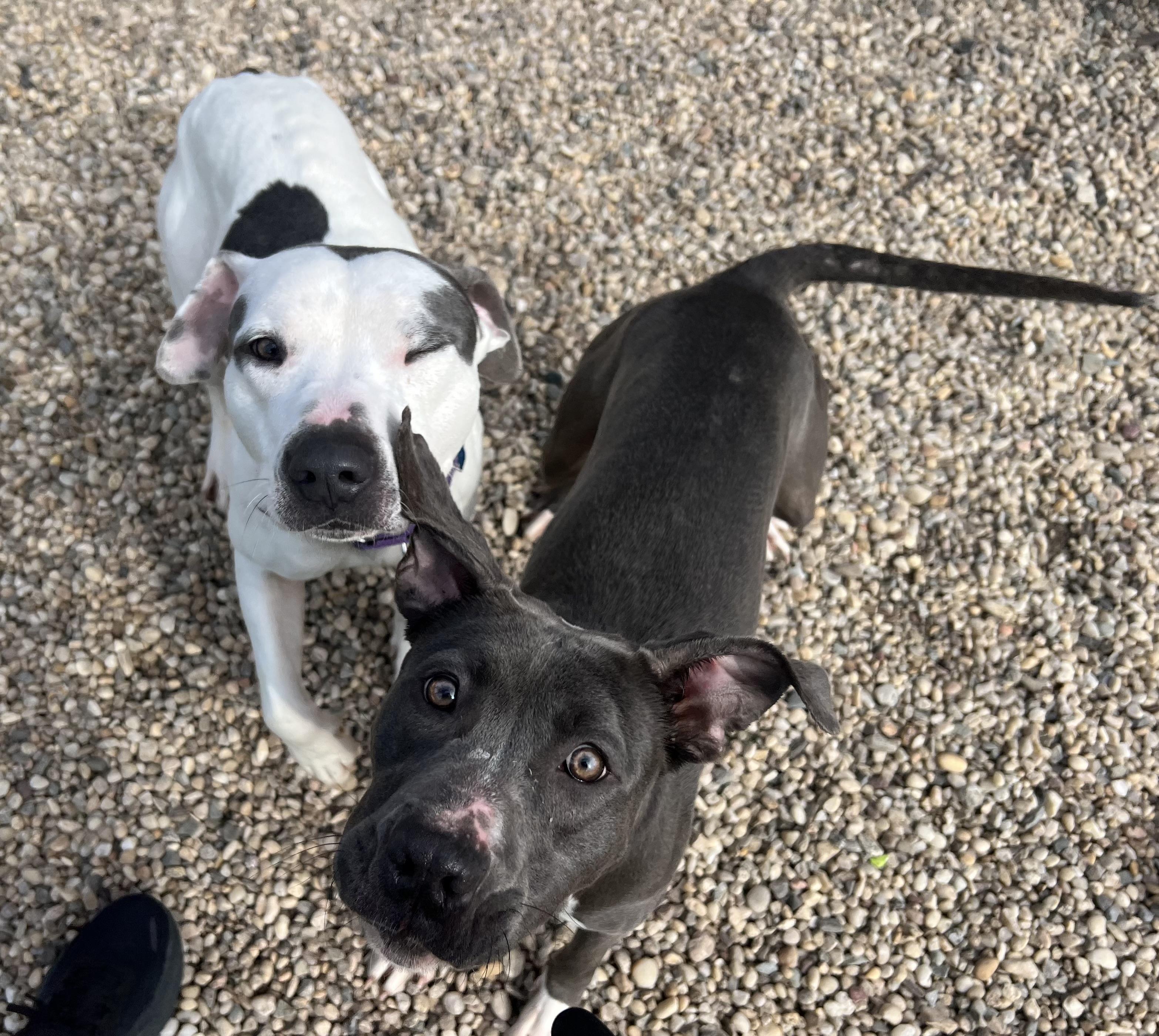 Lily, a Adoptable mixed breed in Medford, NY image 4/6