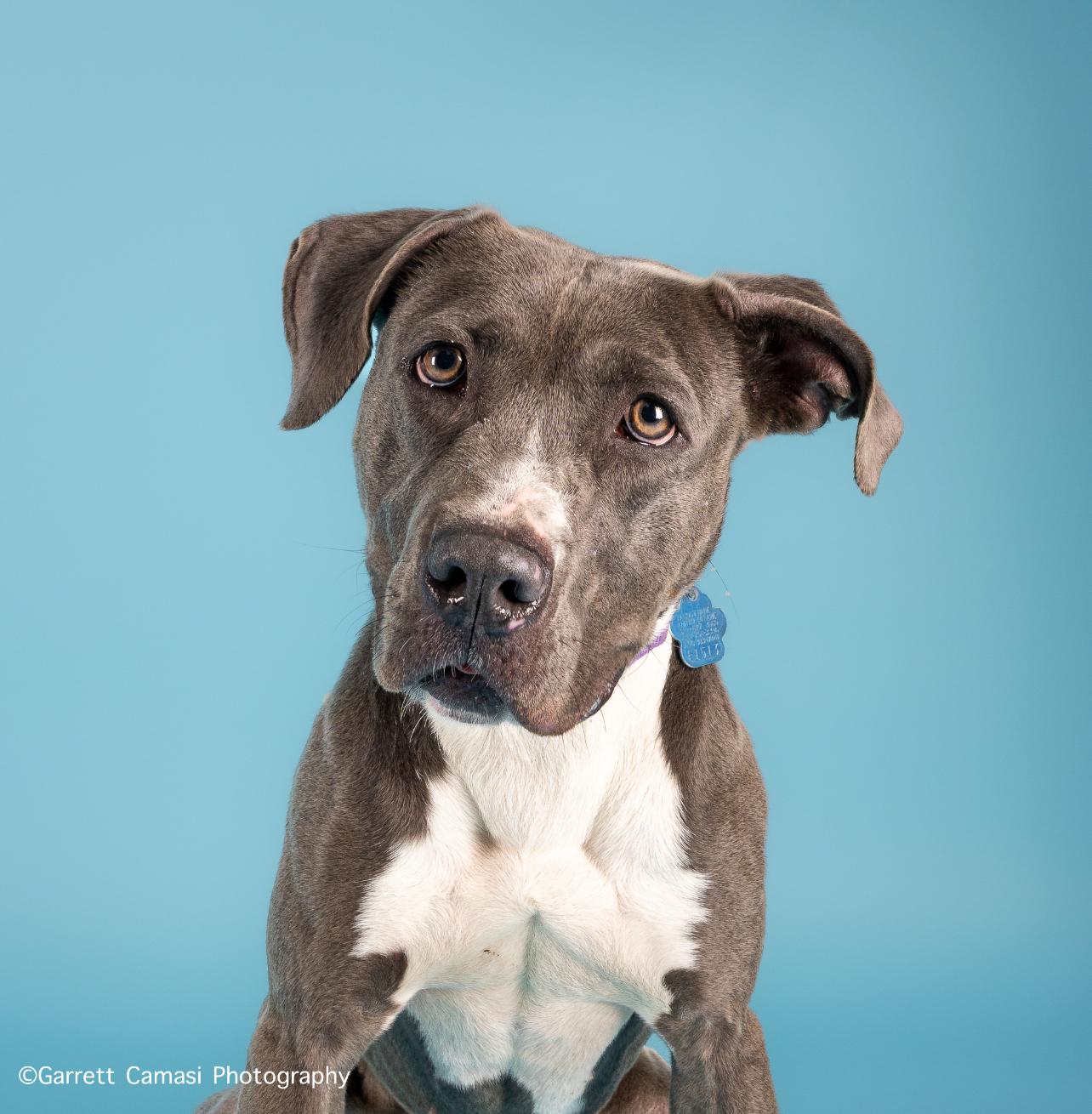 Lily, a Adoptable mixed breed in Medford, NY image 1/6