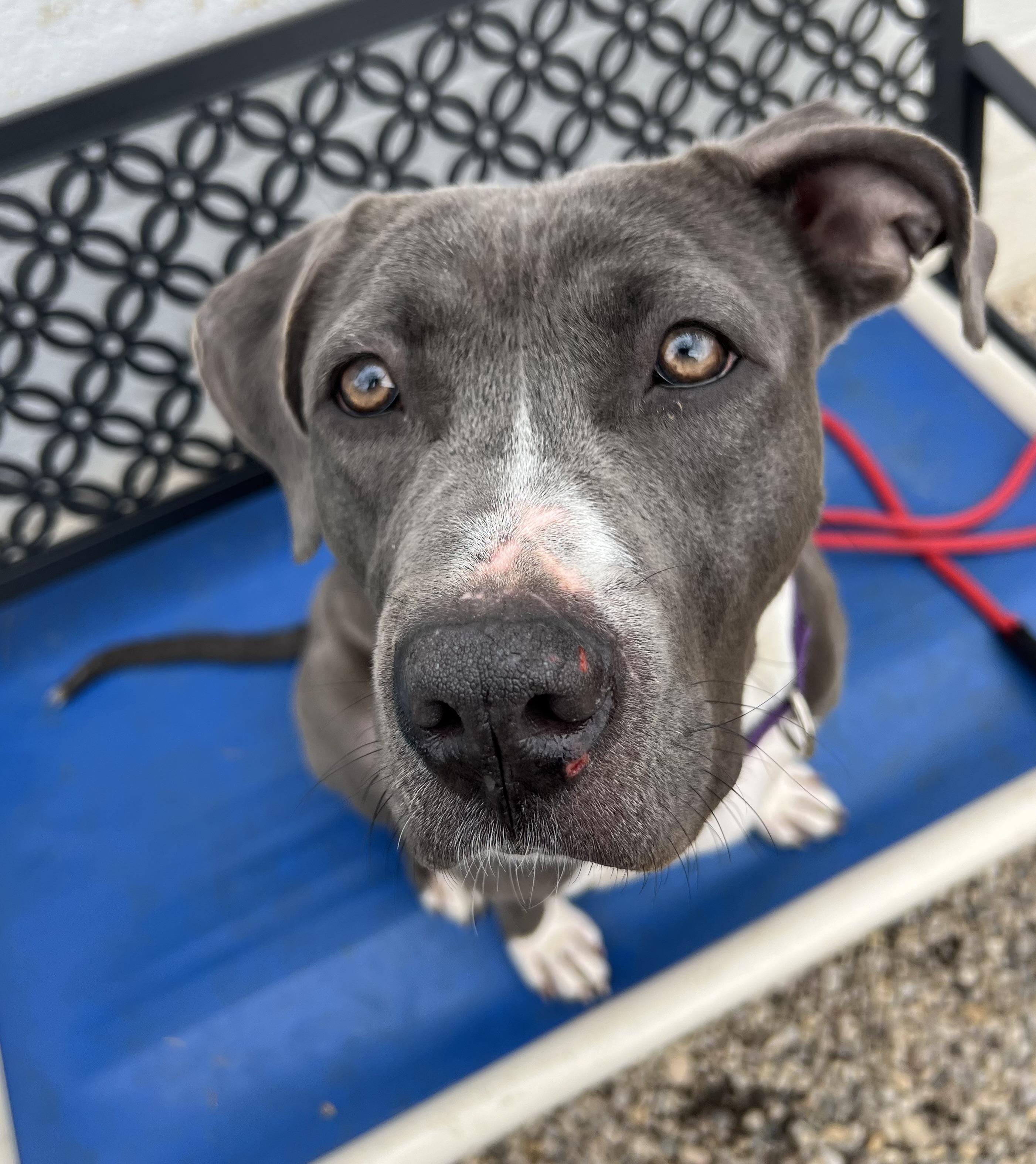 Lily, a Adoptable mixed breed in Medford, NY image 6/6