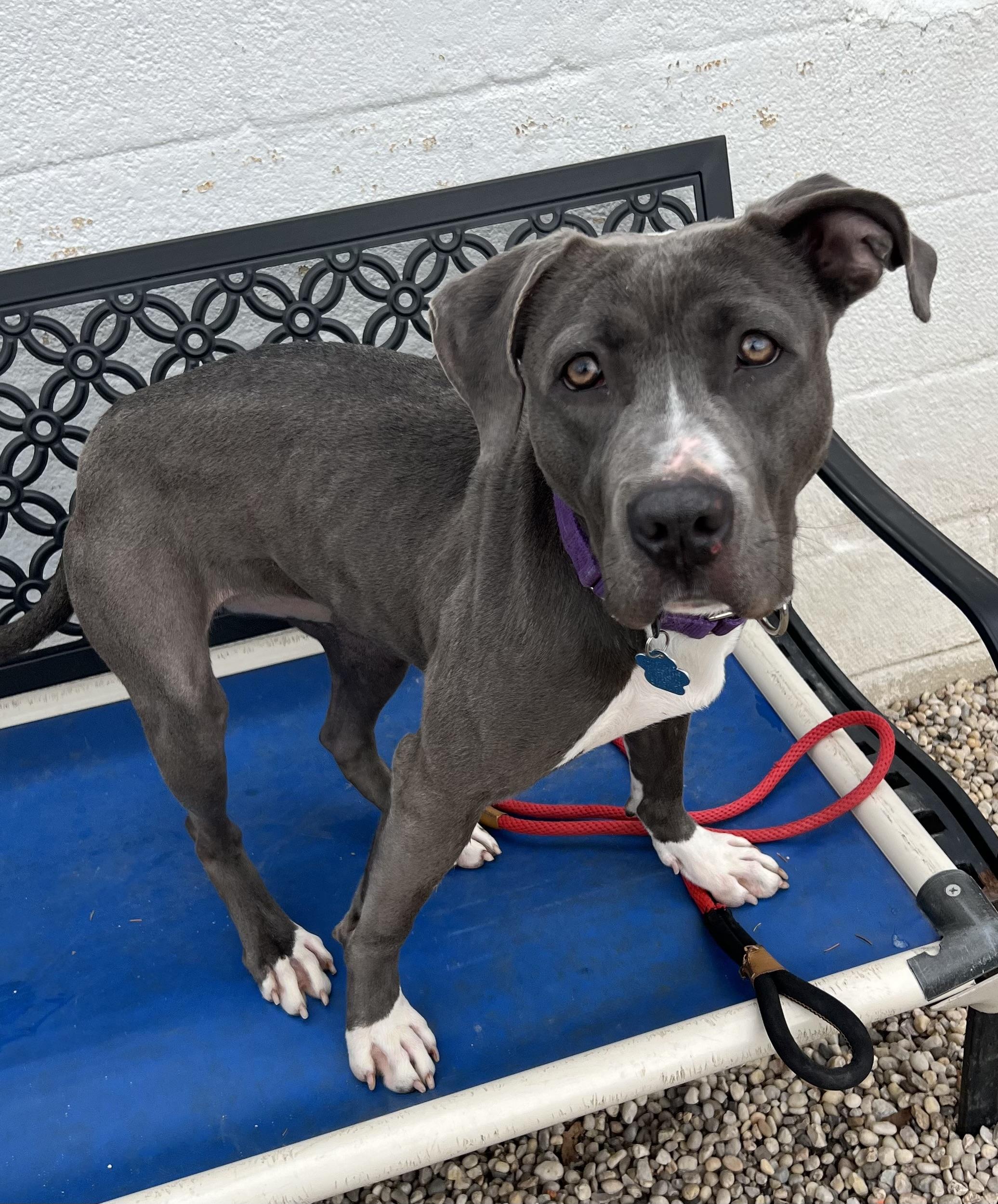 Lily, a Adoptable mixed breed in Medford, NY image 2/6