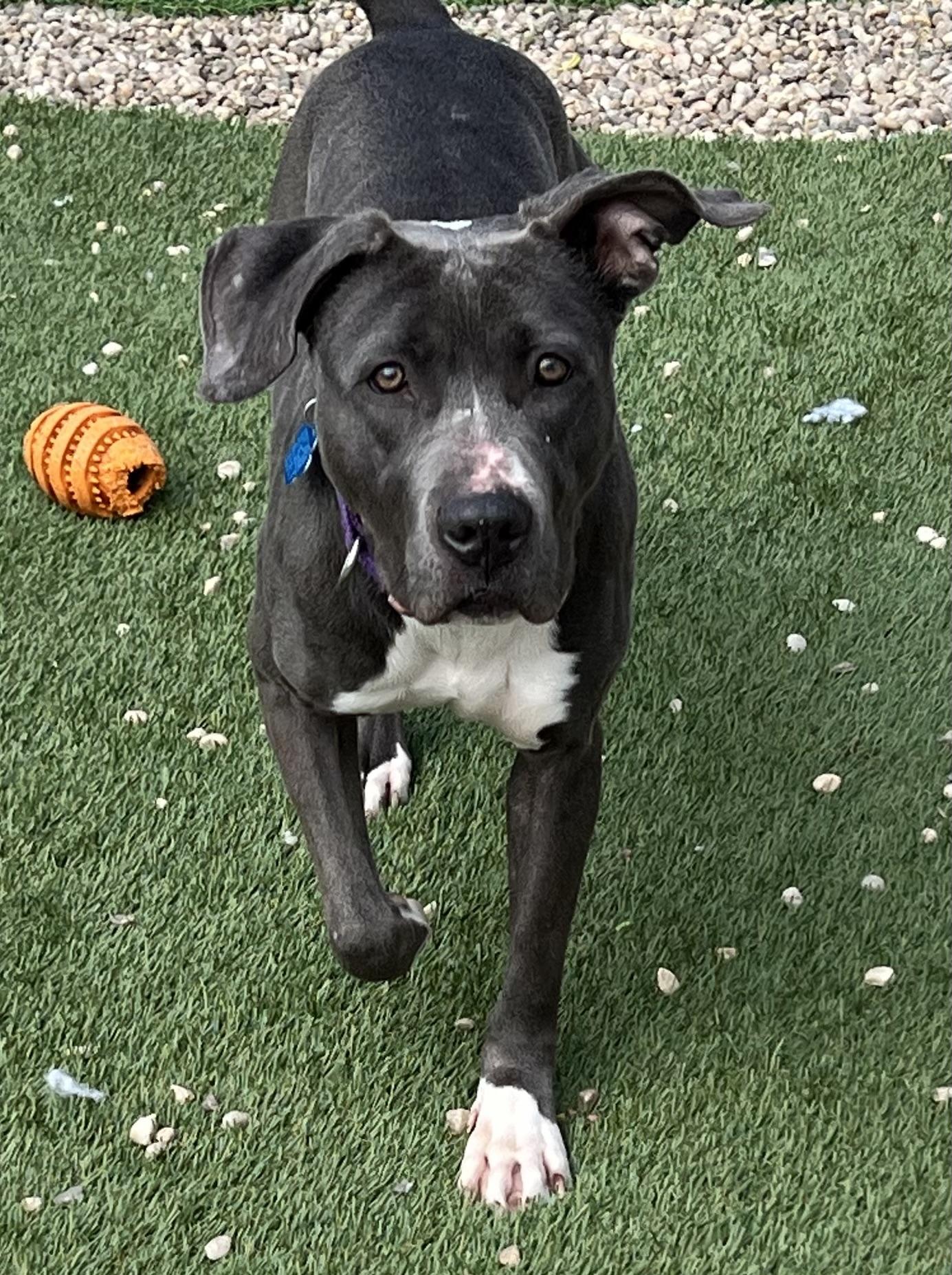 Lily, a Adoptable mixed breed in Medford, NY image 5/6