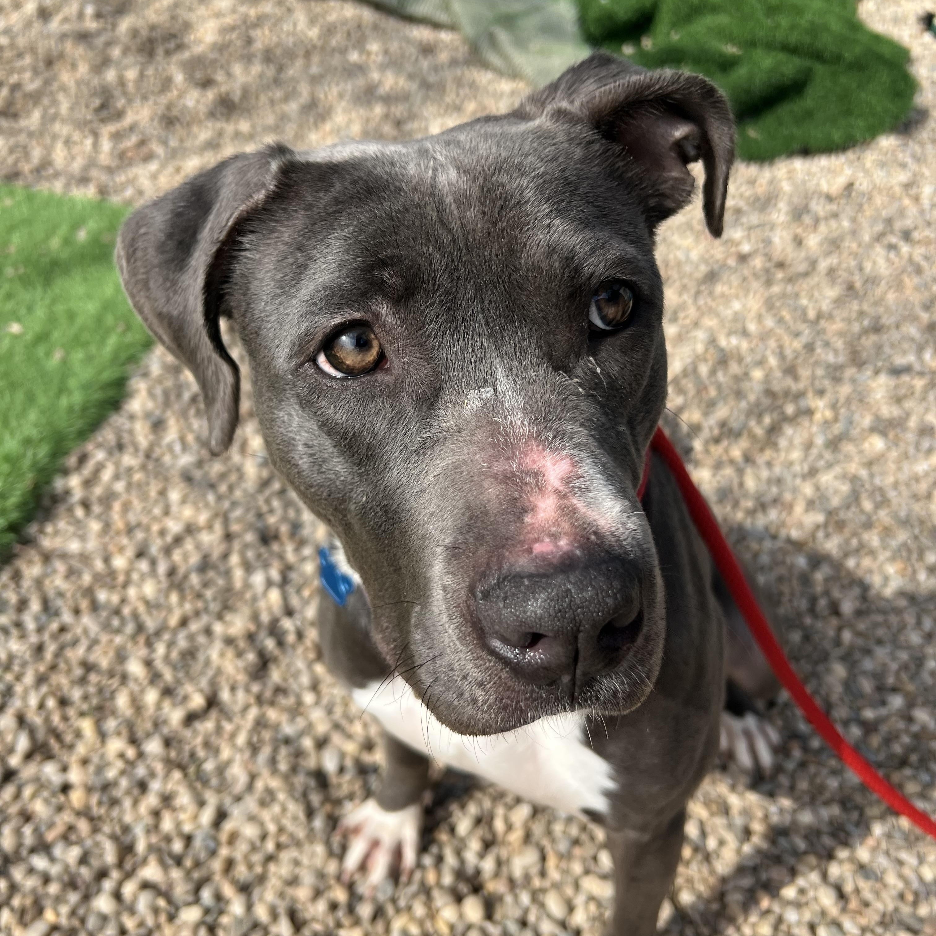 Lily, a Adoptable mixed breed in Medford, NY image 3/6