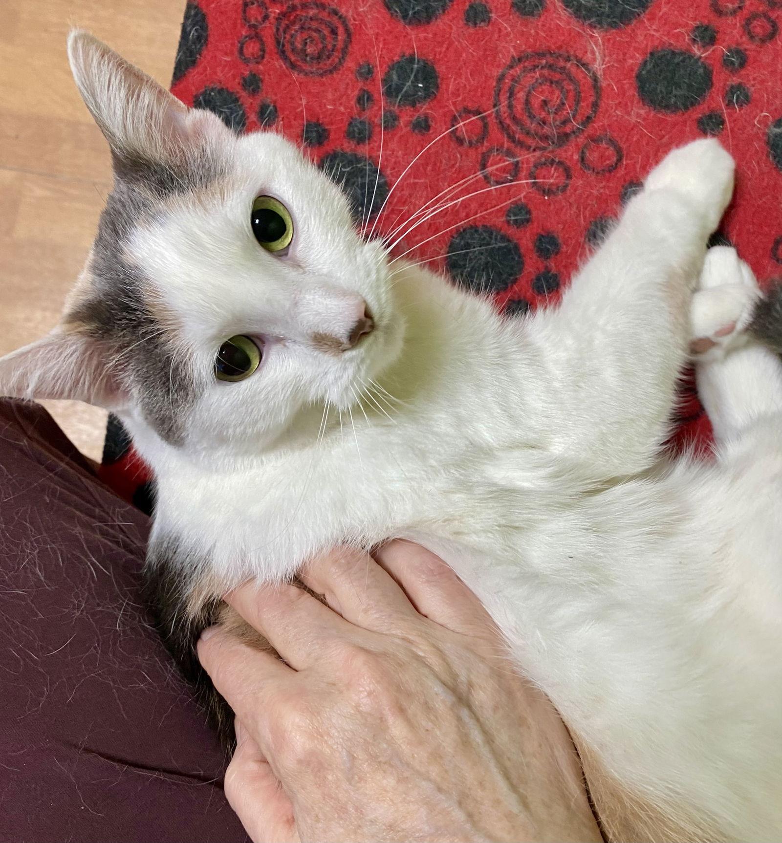 Soroya, Adoptable, Adult Female Domestic Short Hair & Dilute Calico.