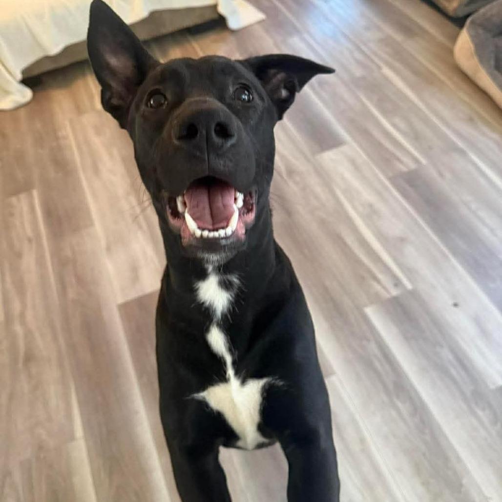 Brooks, Adoptable, Young Male German Shepherd Dog.