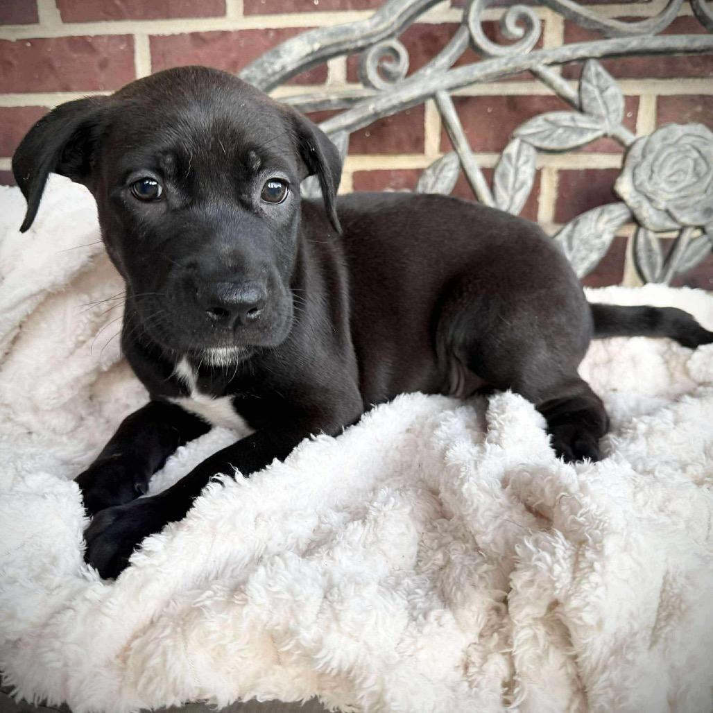 Enlarge Brooks, a Adoptable German Shepherd Dog in Farmersville, OH image 2/2