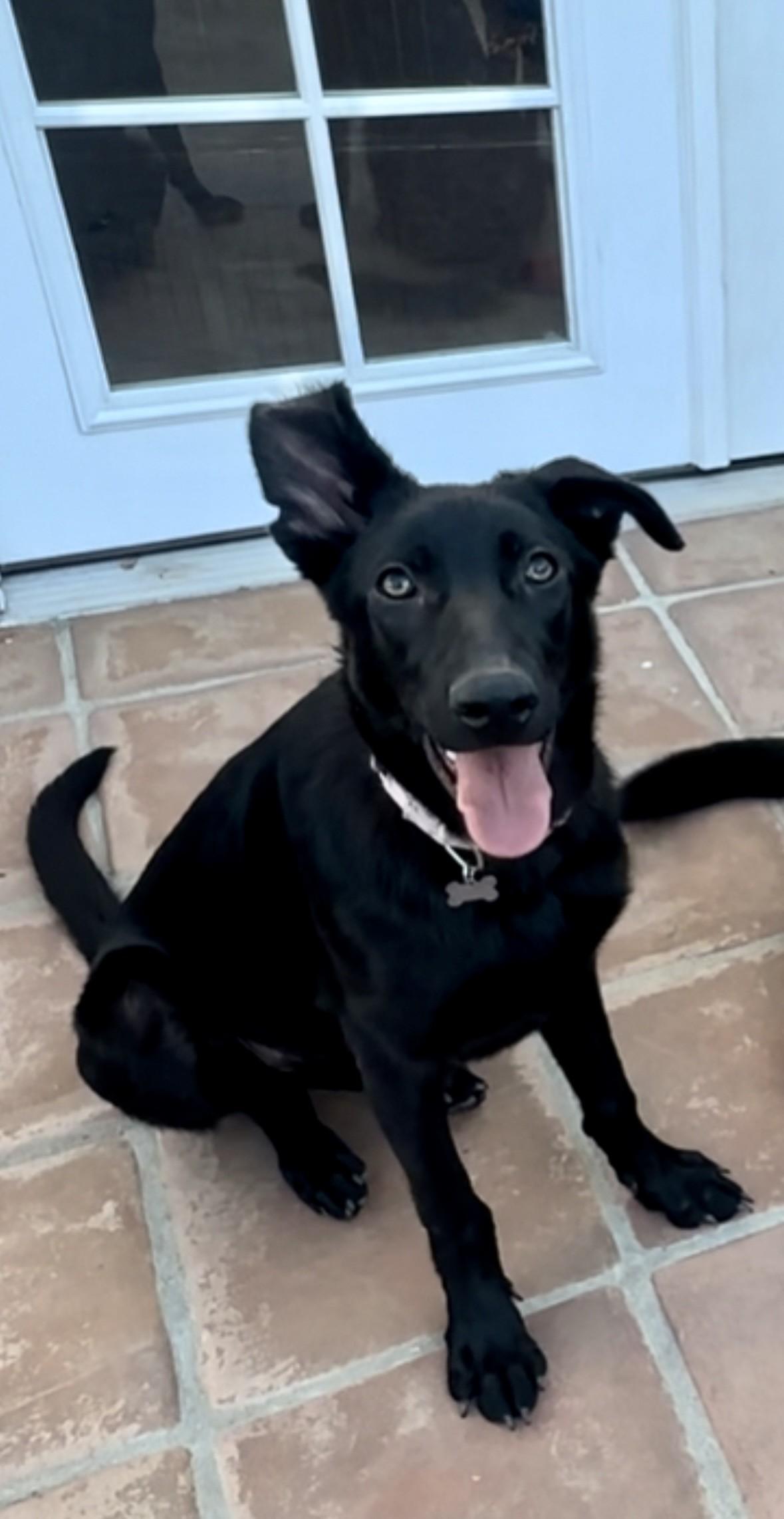 Monica, ADOPTABLE, Young Female German Shepherd Dog & Belgian Shepherd / Malinois.