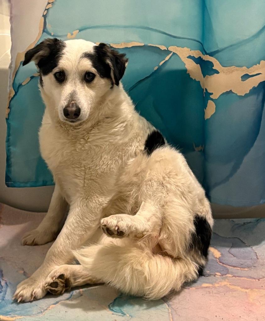 Enlarge Lizzy, a Adoptable mixed breed in merrillville, IN image 1/1