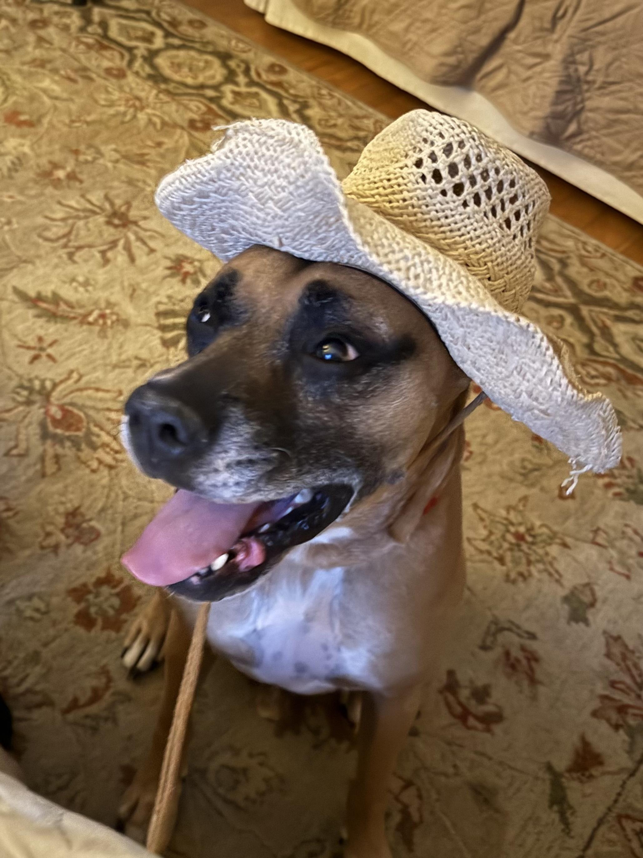 Duke , a ADOPTABLE mixed breed in Middlesex, NJ image 4/4