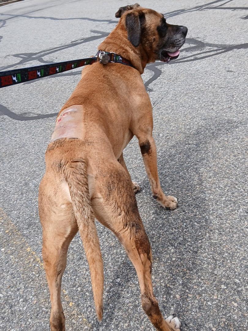 Enlarge Duke - Needs Foster, a ADOPTABLE Boxer in Middlesex, NJ image 5/5