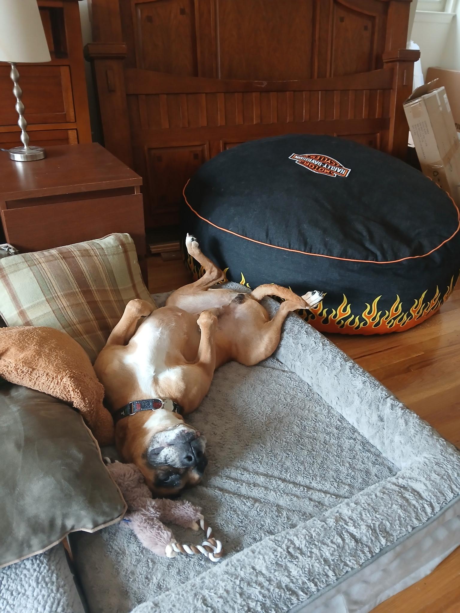 Enlarge Duke , a ADOPTABLE Boxer in Middlesex, NJ image 5/5