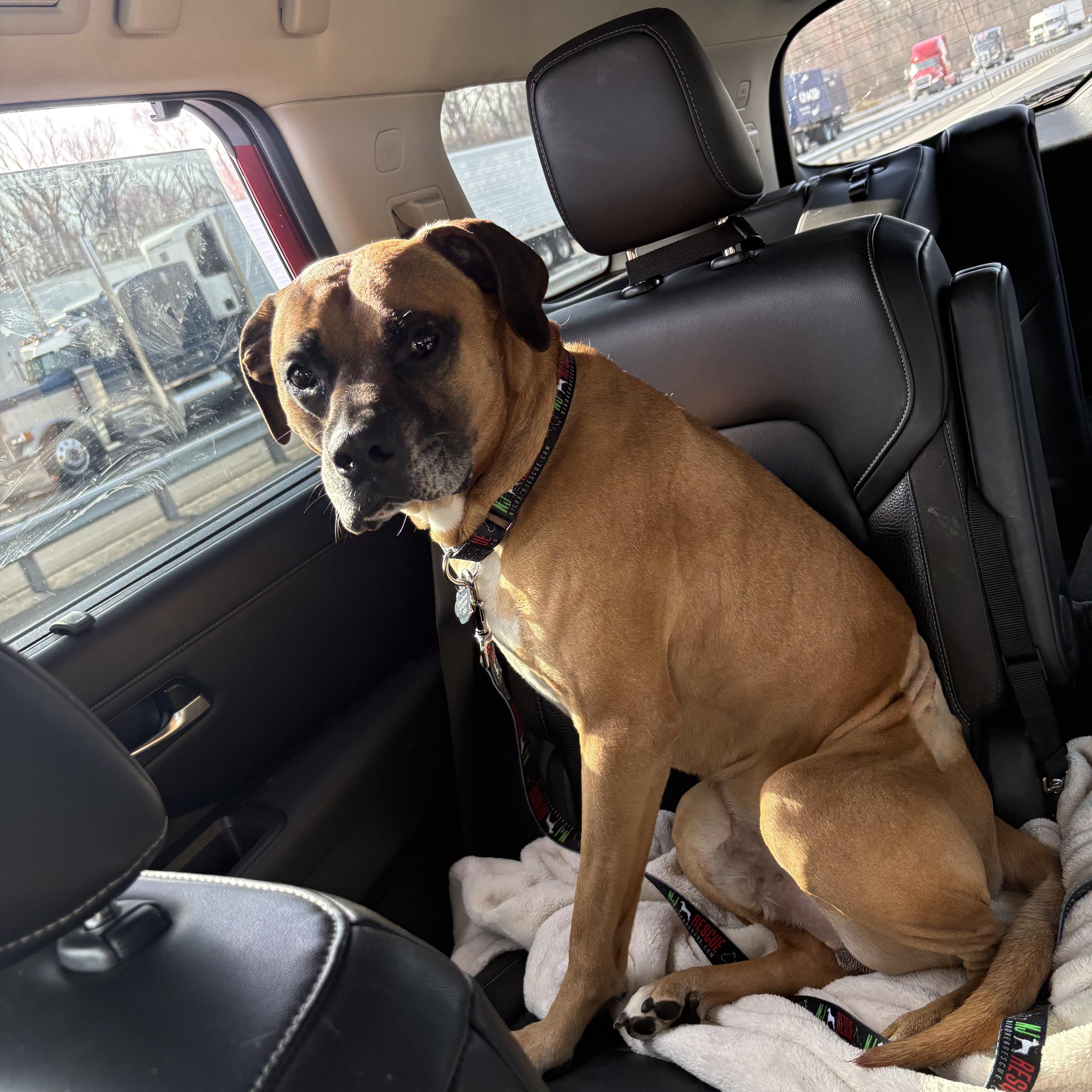 Enlarge Duke - Needs Foster, a ADOPTABLE Boxer in Middlesex, NJ image 1/5