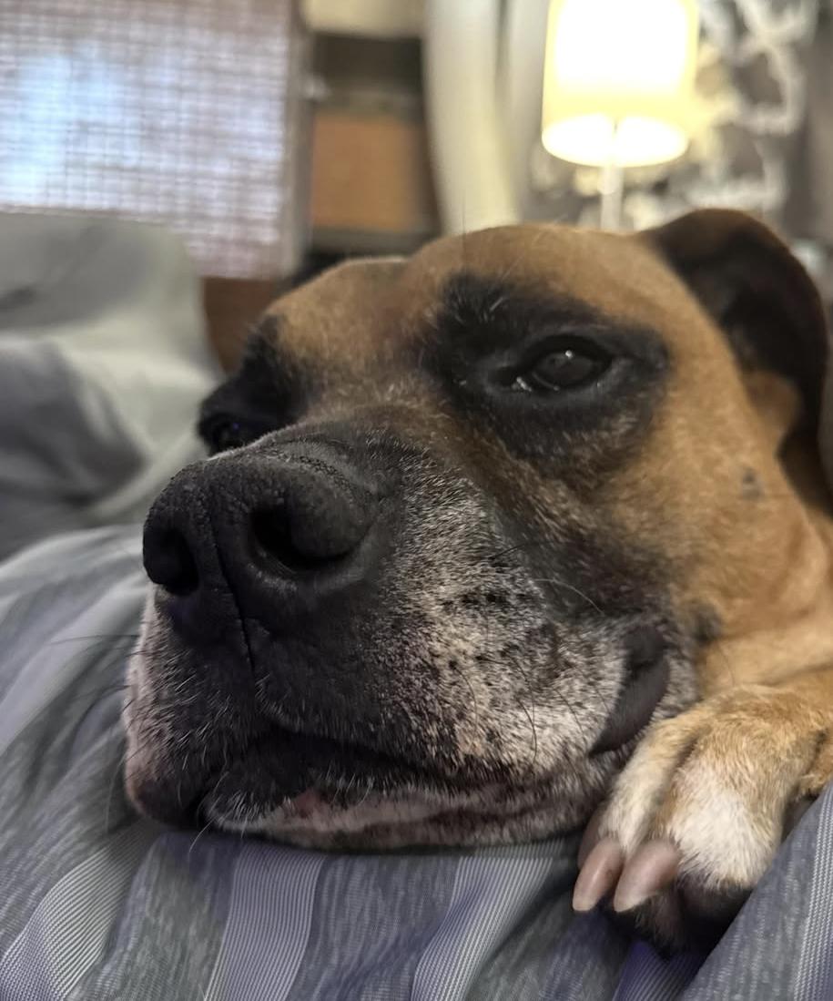 Duke , a ADOPTABLE mixed breed in Middlesex, NJ image 3/4