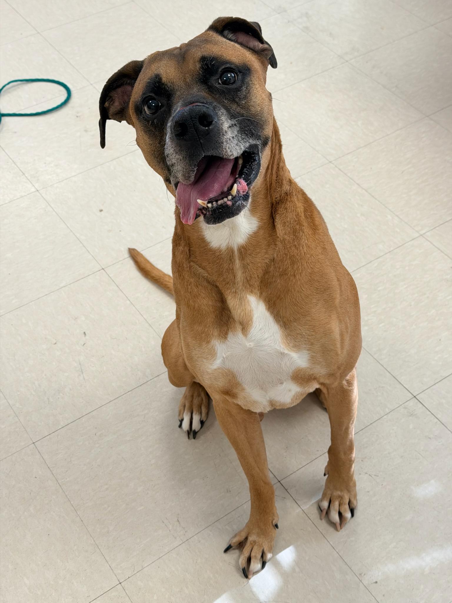 Enlarge Duke - Needs Foster, a ADOPTABLE Boxer in Middlesex, NJ image 3/5
